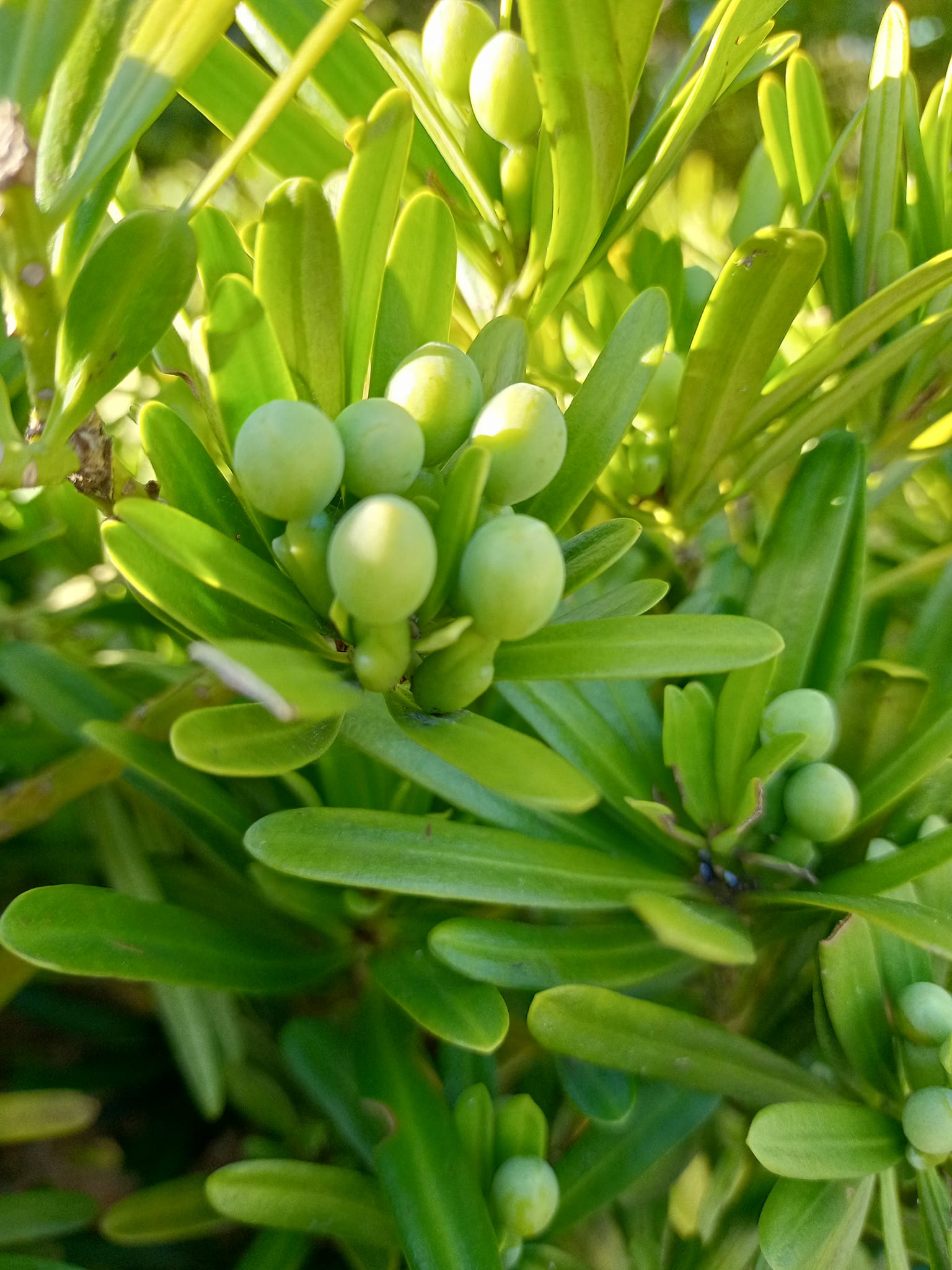 青澀小羅漢浮現