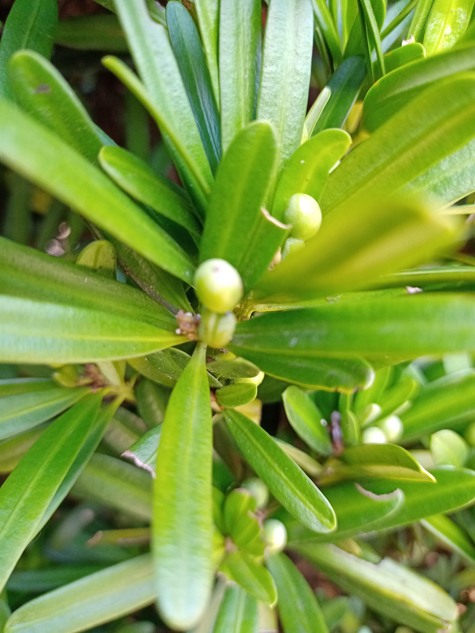 青澀小羅漢浮現