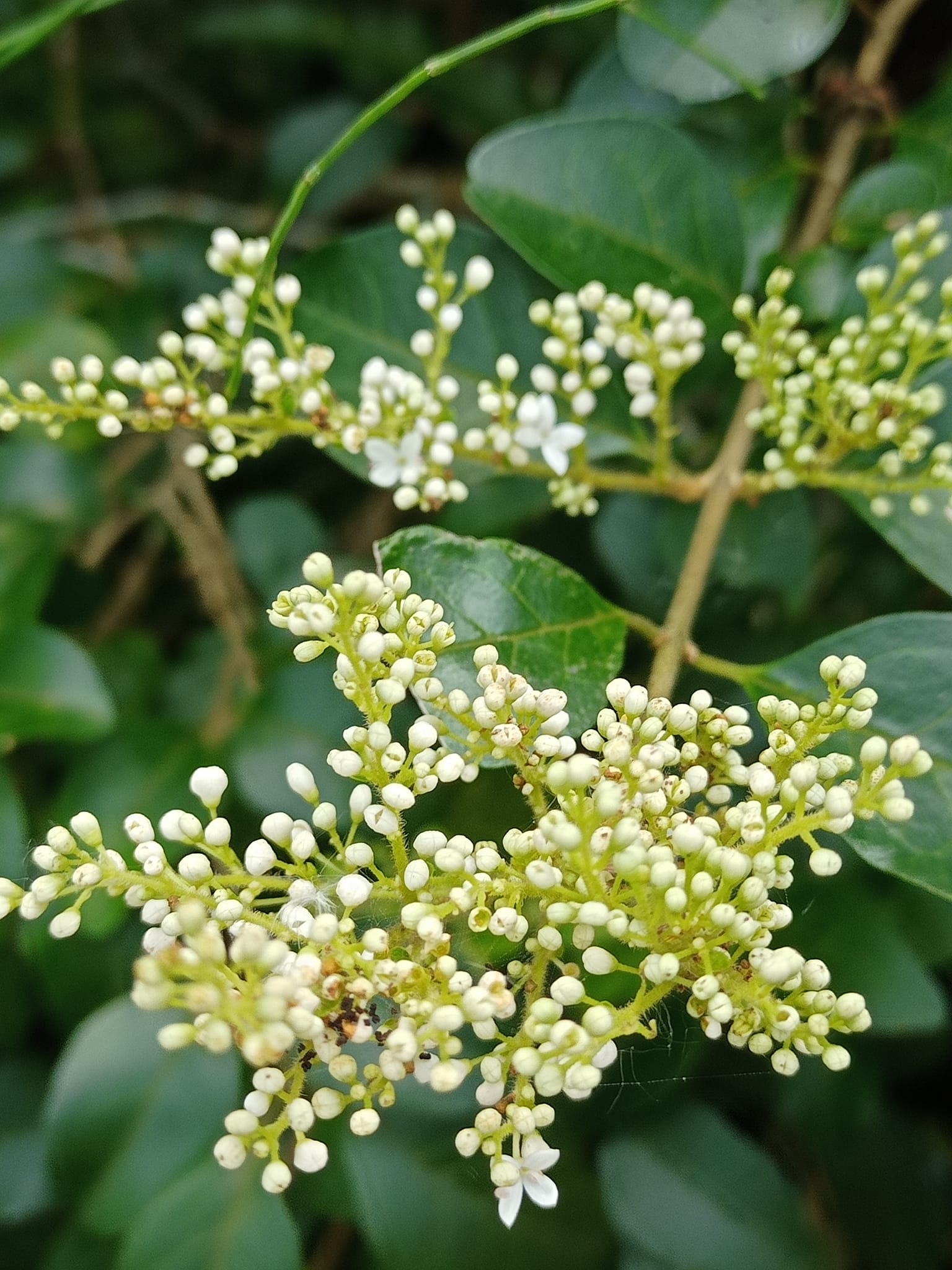 毛女貞有貞守之操的花