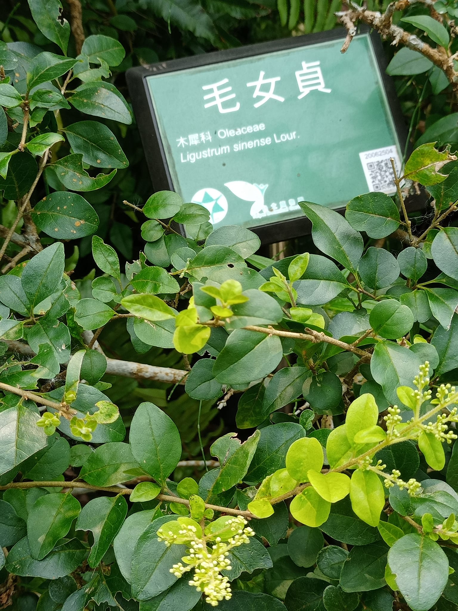 毛女貞有貞守之操的花