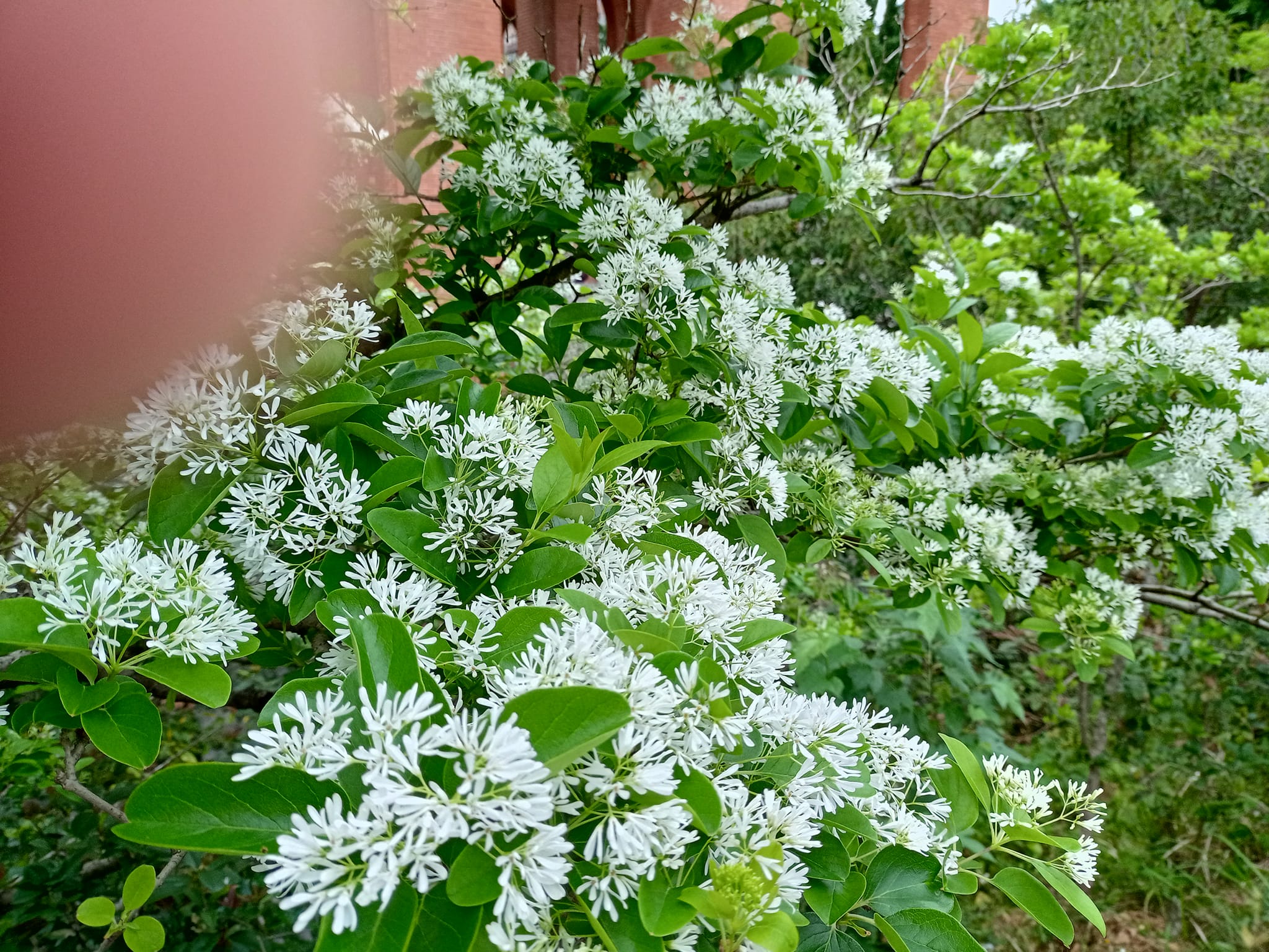 流蘇開花春之雪