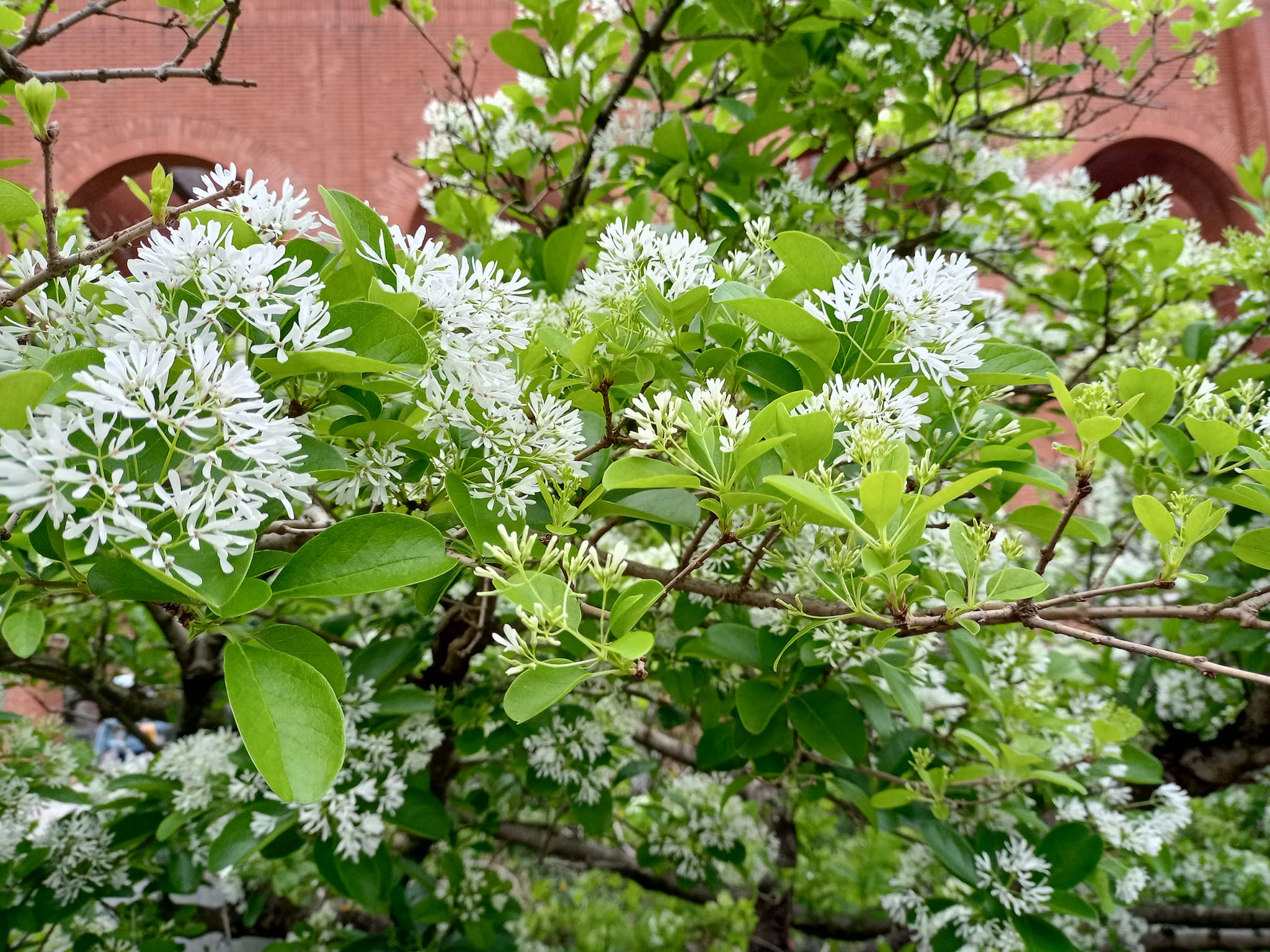 流蘇開花春之雪