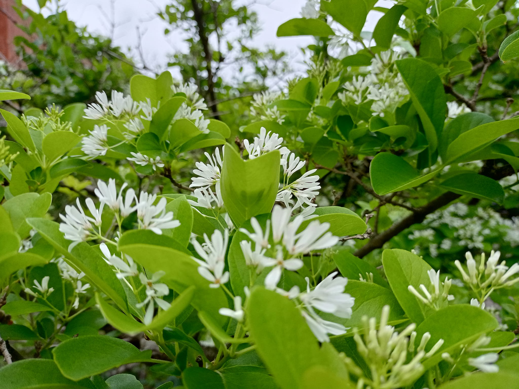 流蘇開花春之雪