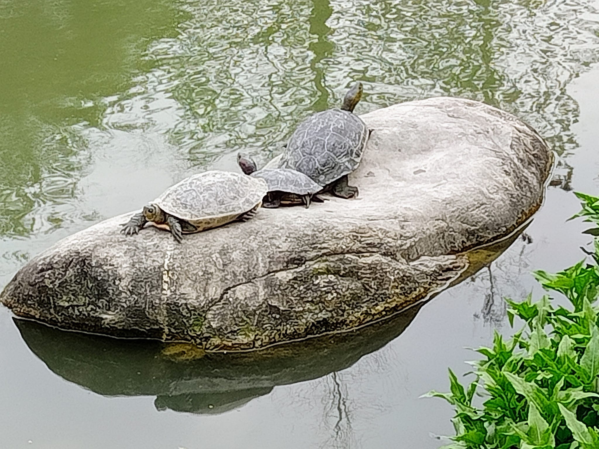 看池塘石上龜