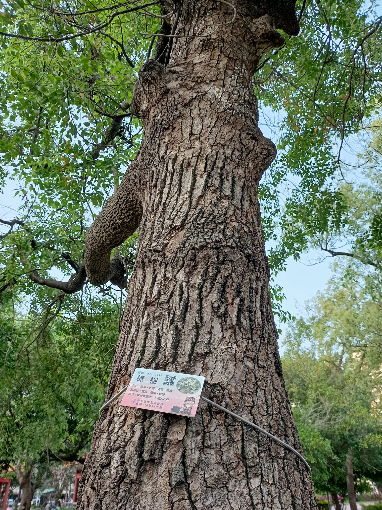 長命樟樹開花時