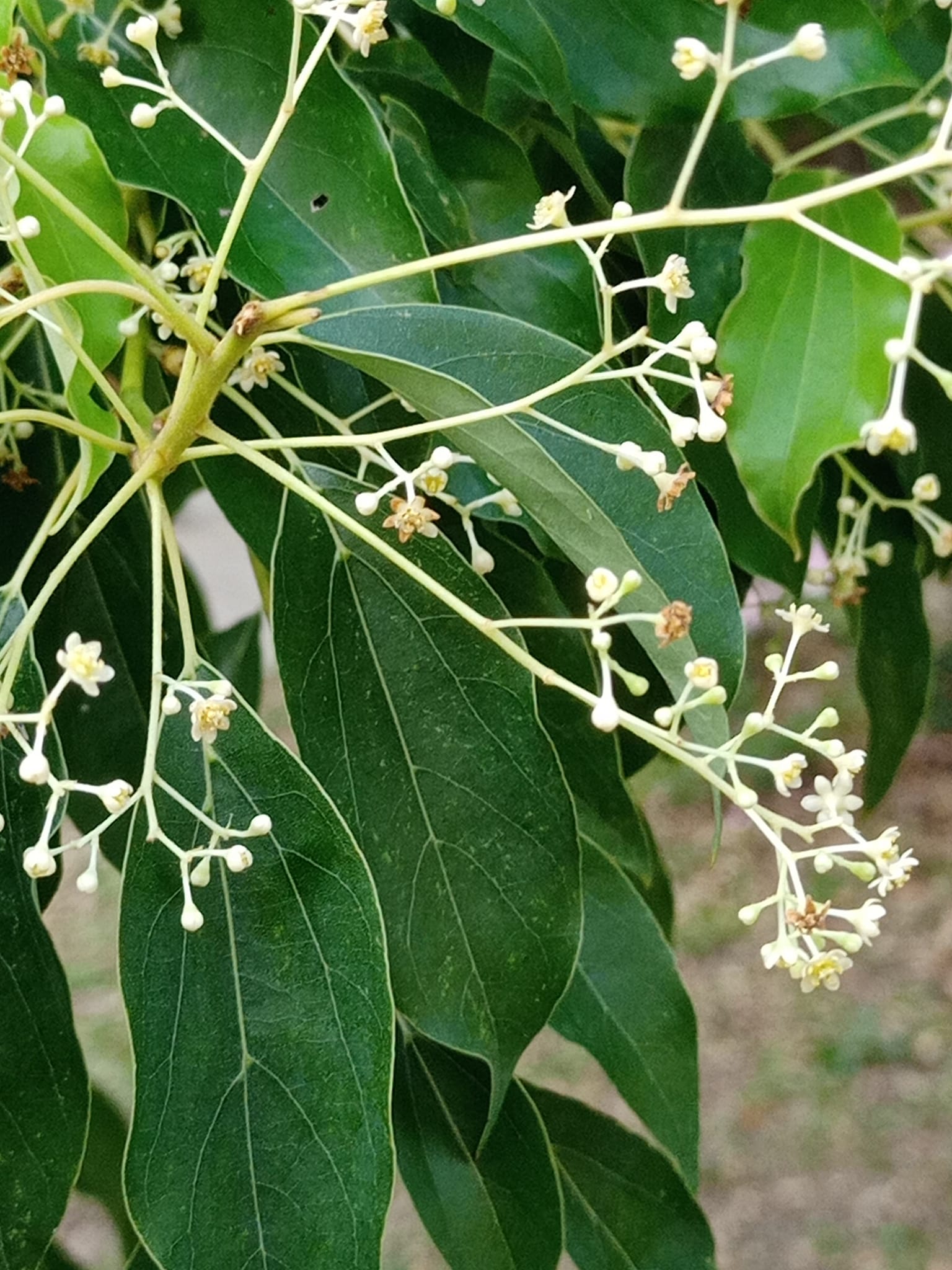 長命樟樹開花時