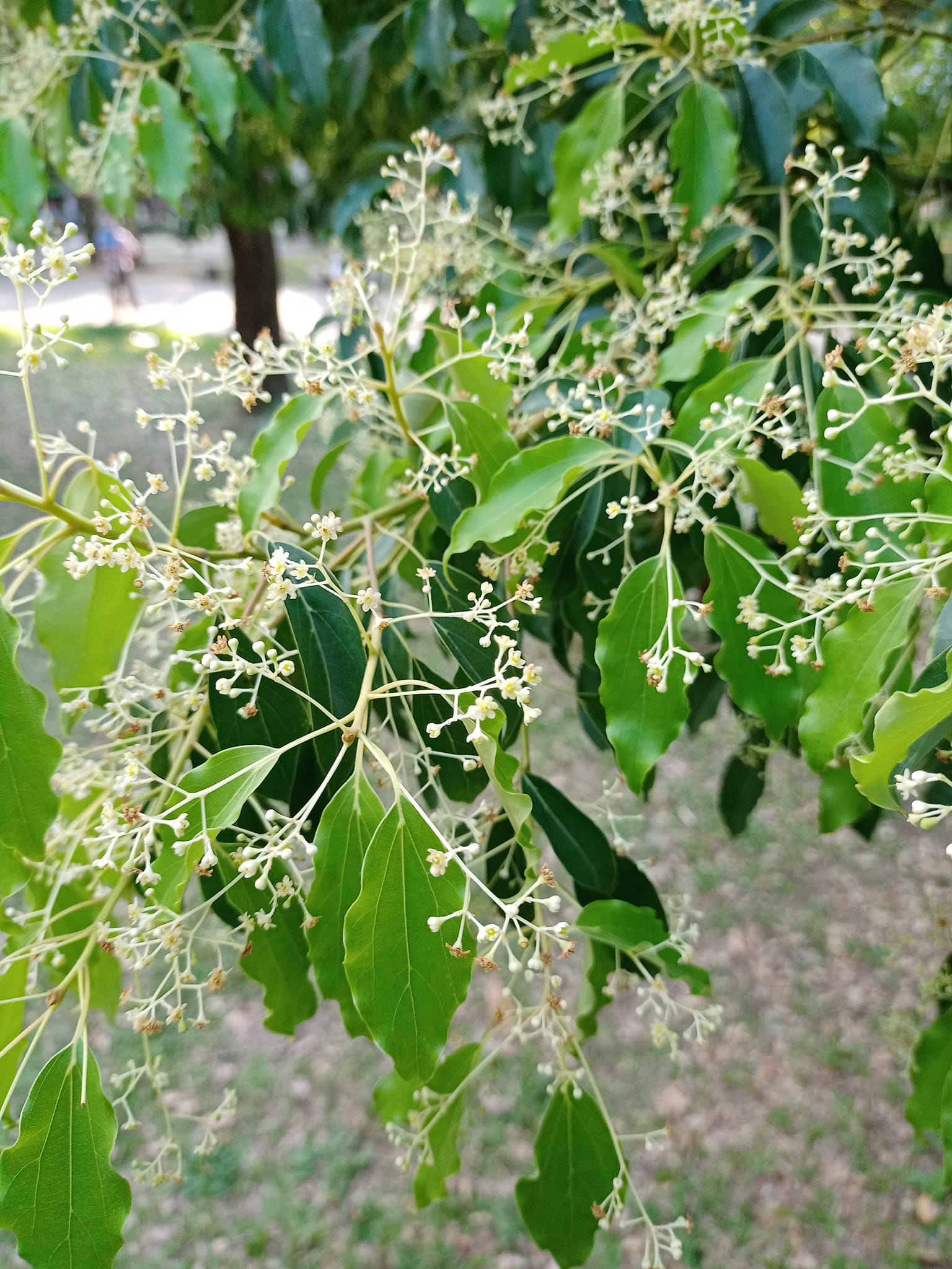 長命樟樹開花時