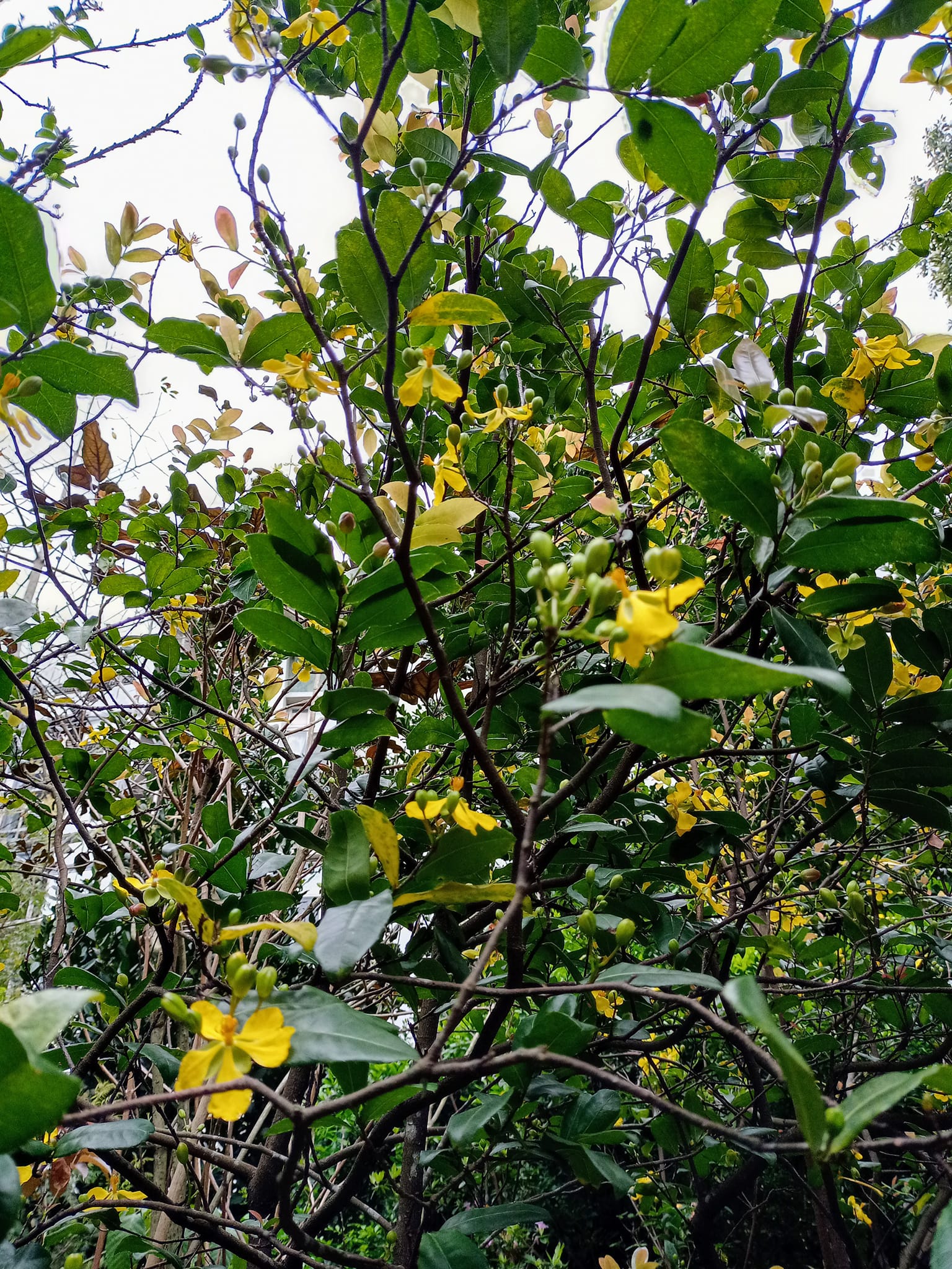 桂葉黃梅俗稱米老鼠樹