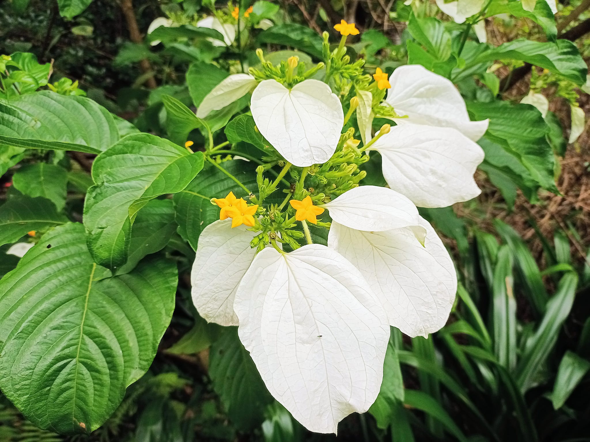 穿金戴玉貴氣花