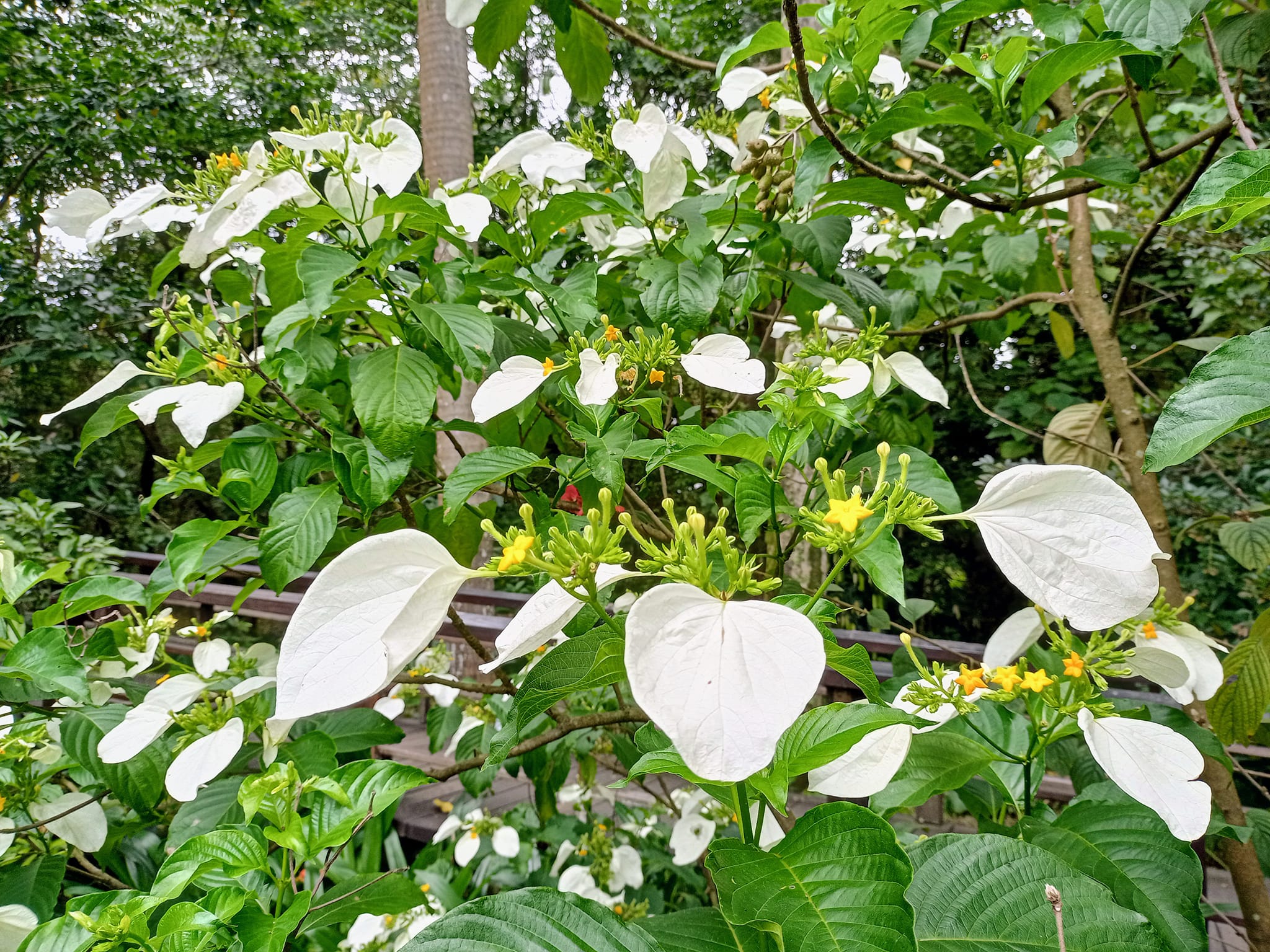 穿金戴玉貴氣花