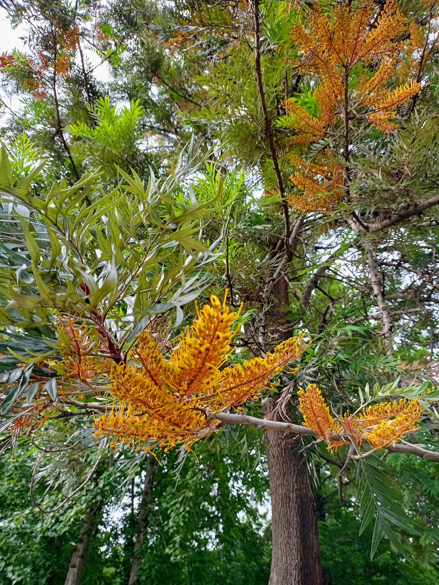銀樺開花吐金刷