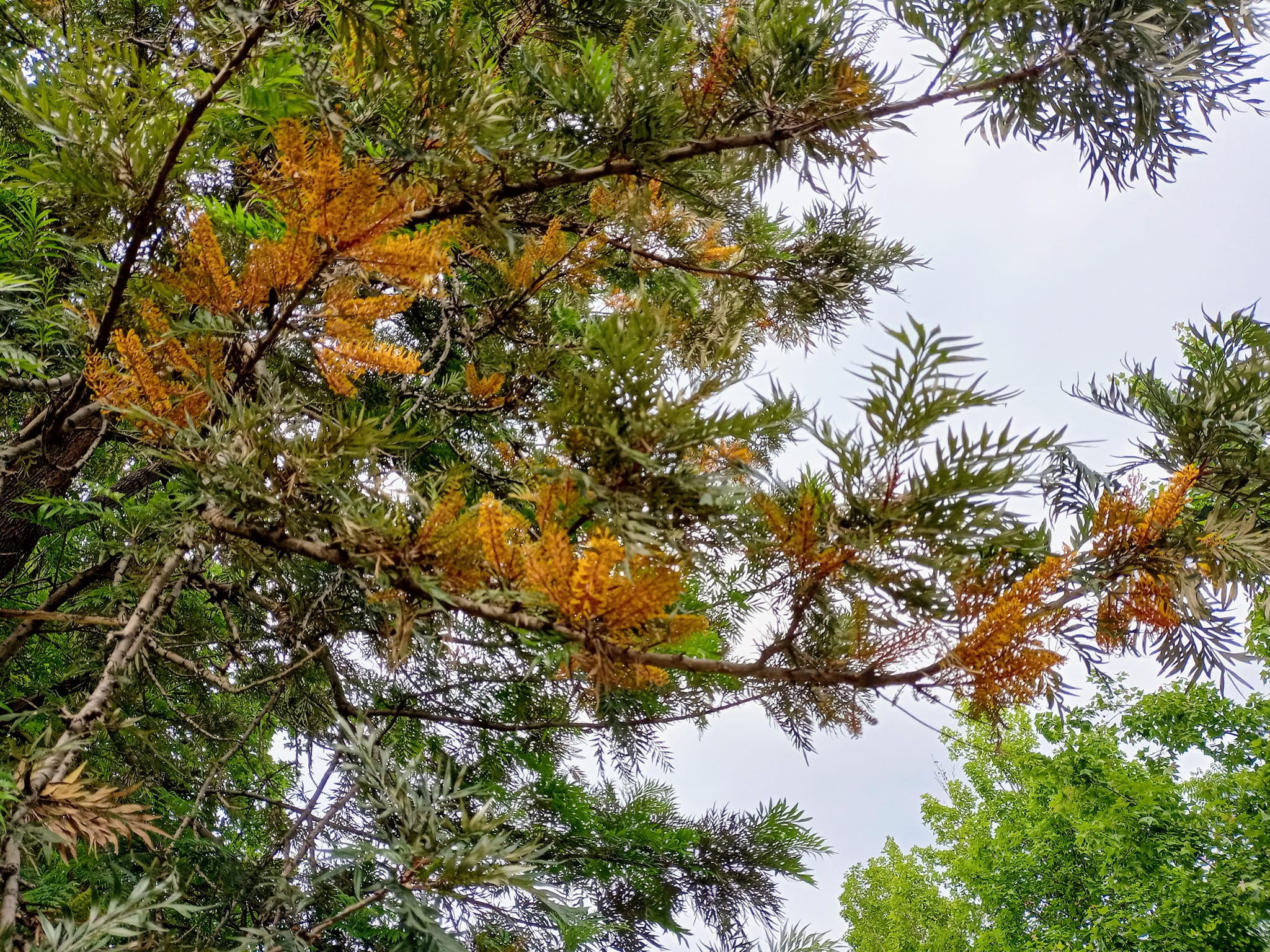 銀樺開花吐金刷