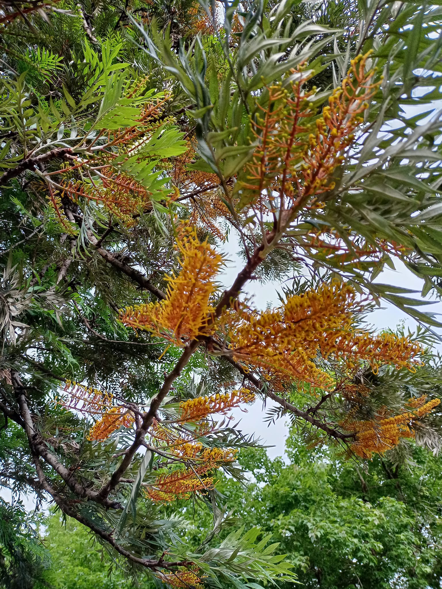 銀樺開花吐金刷