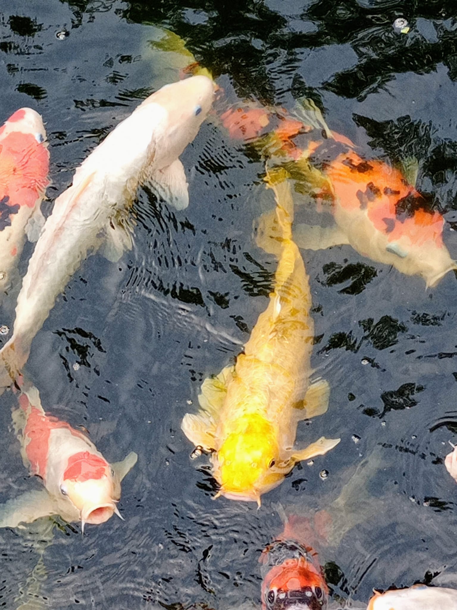 金鯉領群泅吉利好兆頭