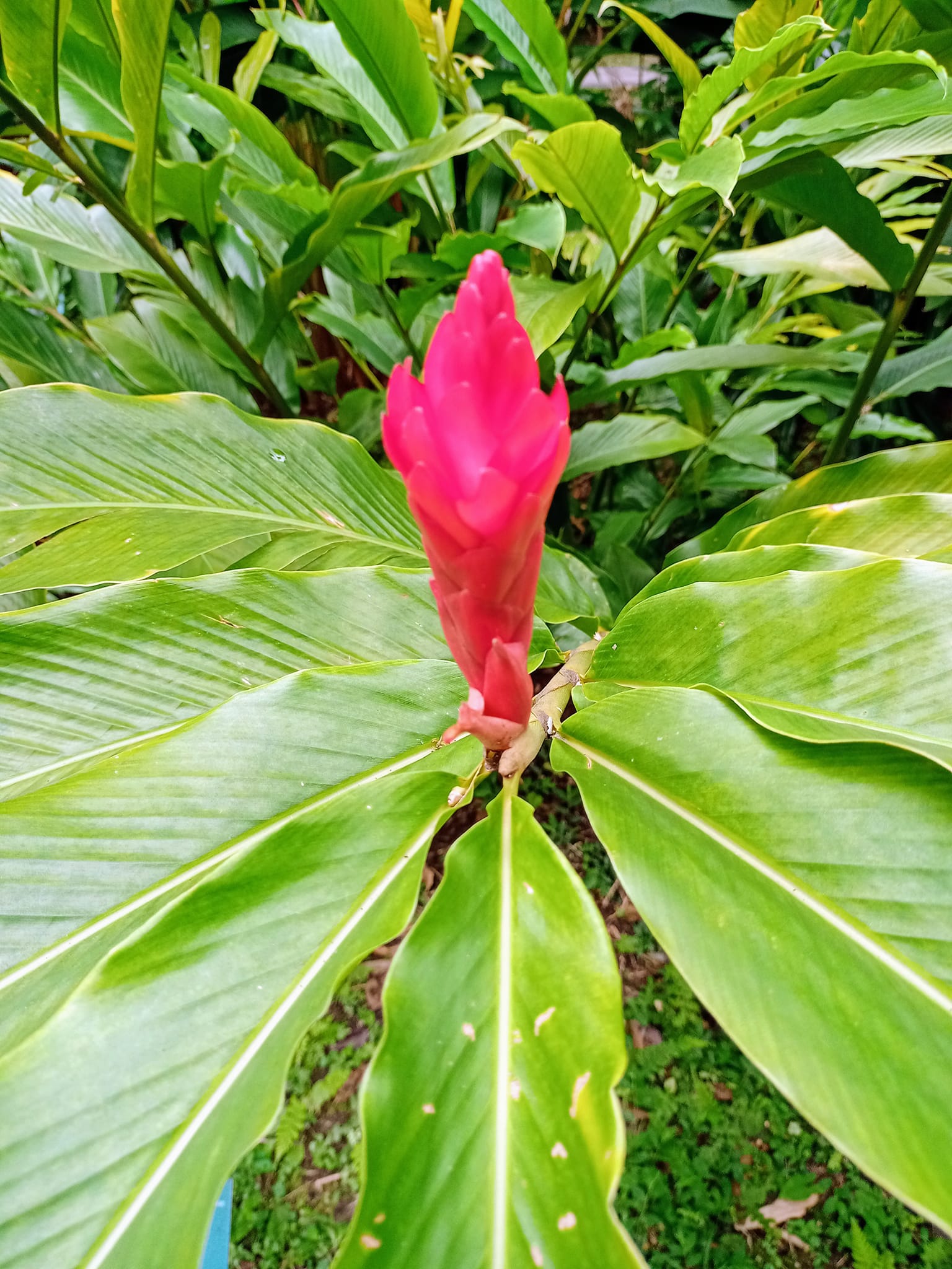 紅花月桃點燃抹抹焰火