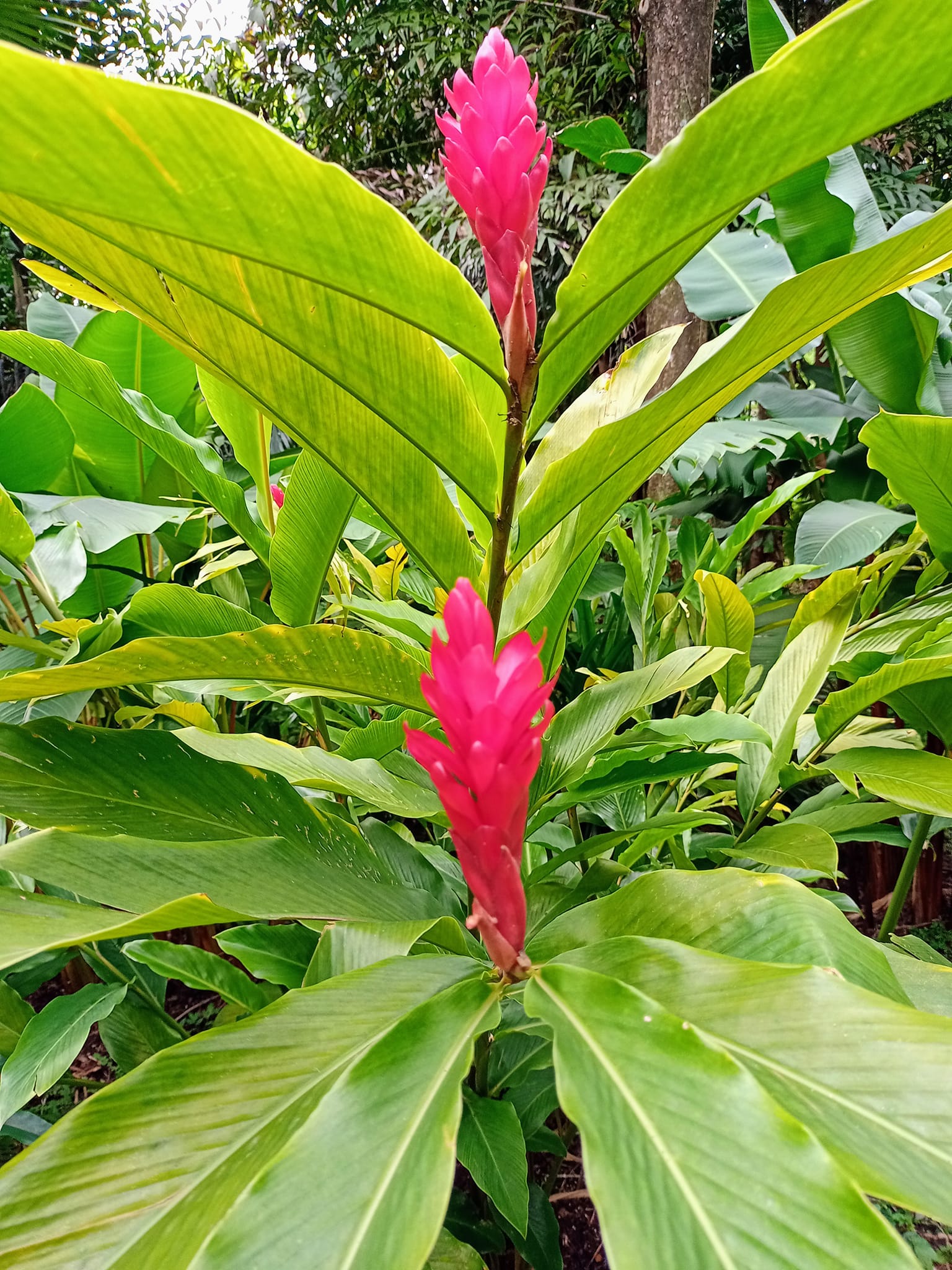 紅花月桃點燃抹抹焰火