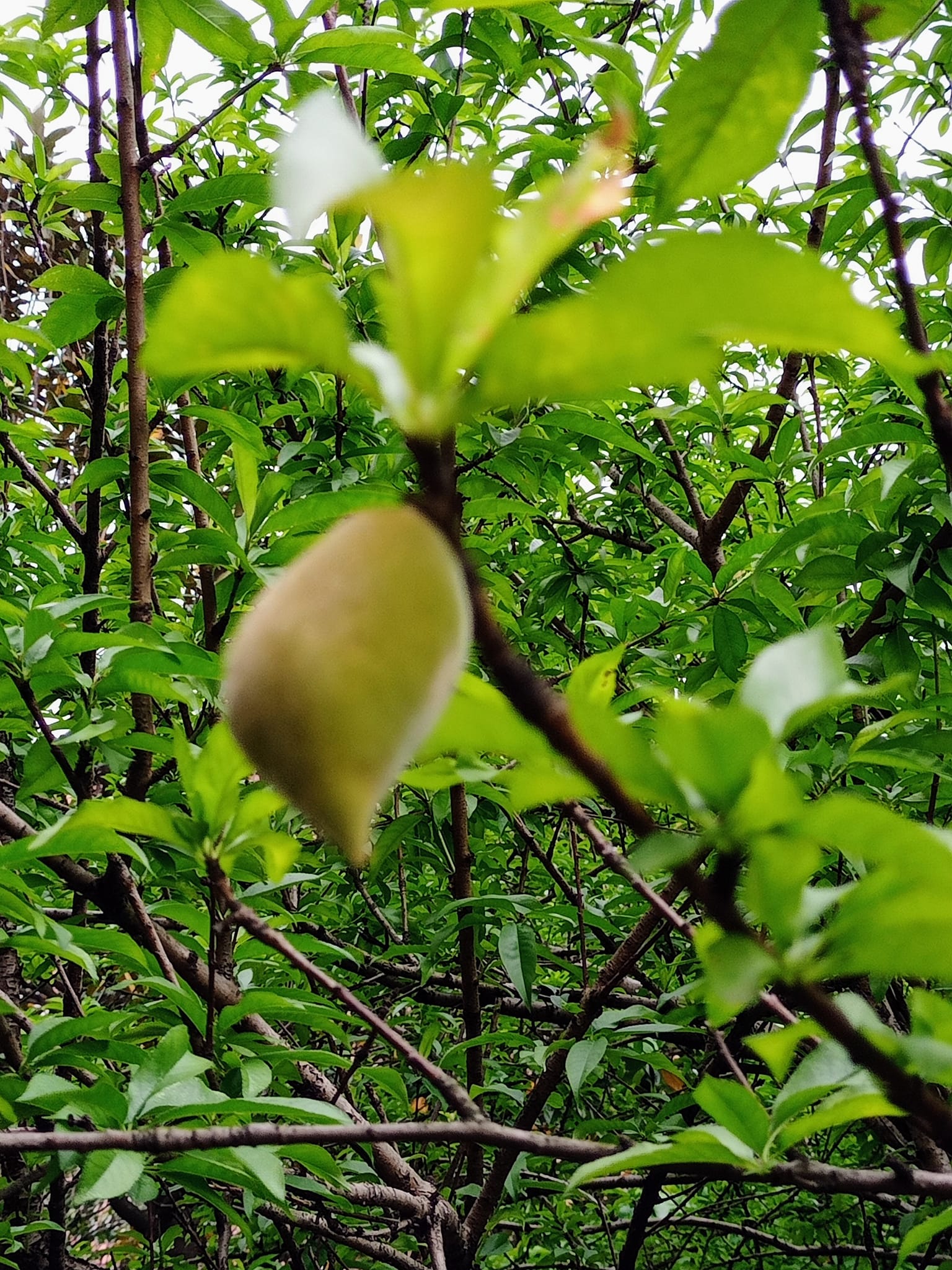 看桃樹長青果