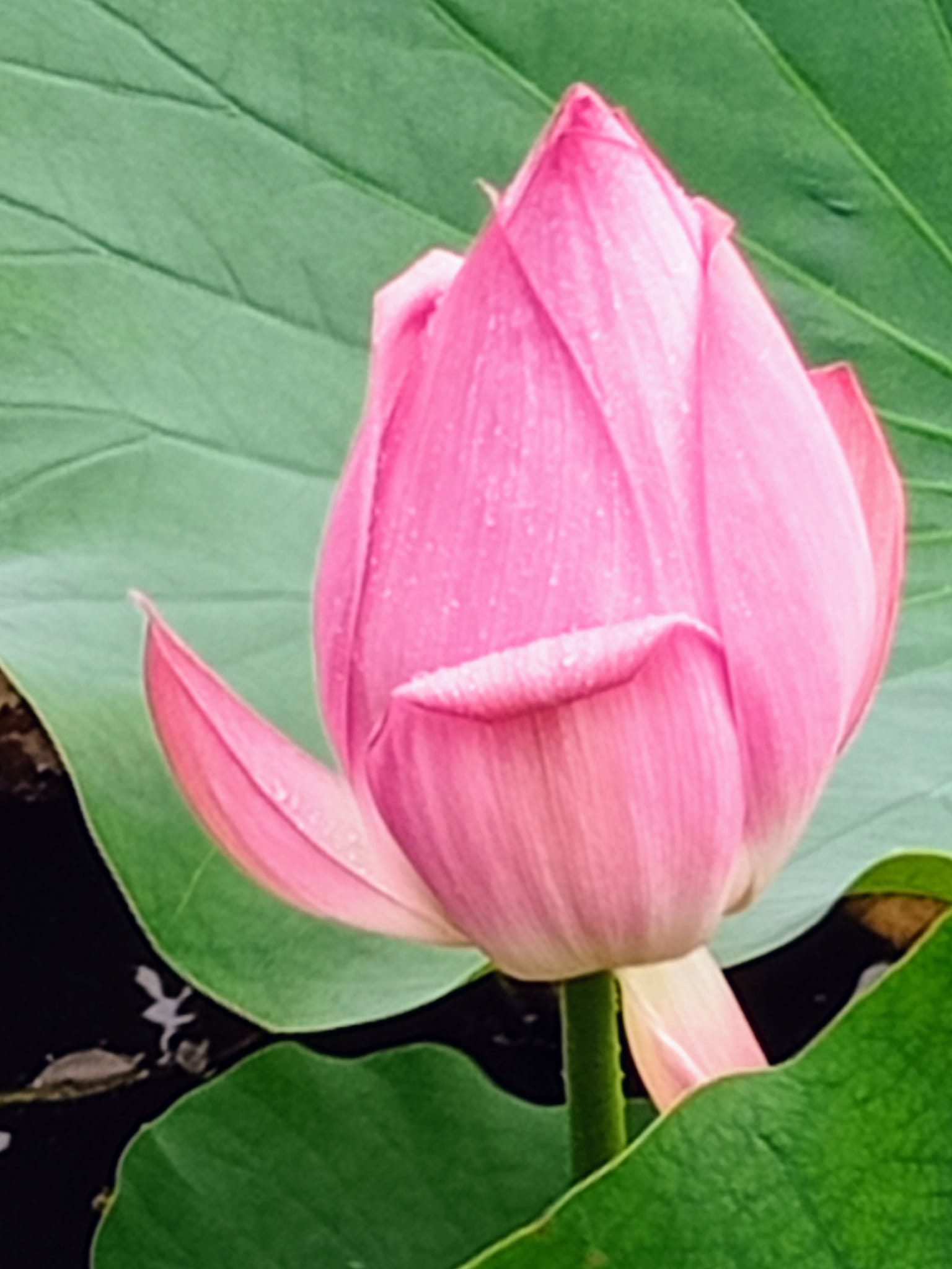 初夏荷花盛開時