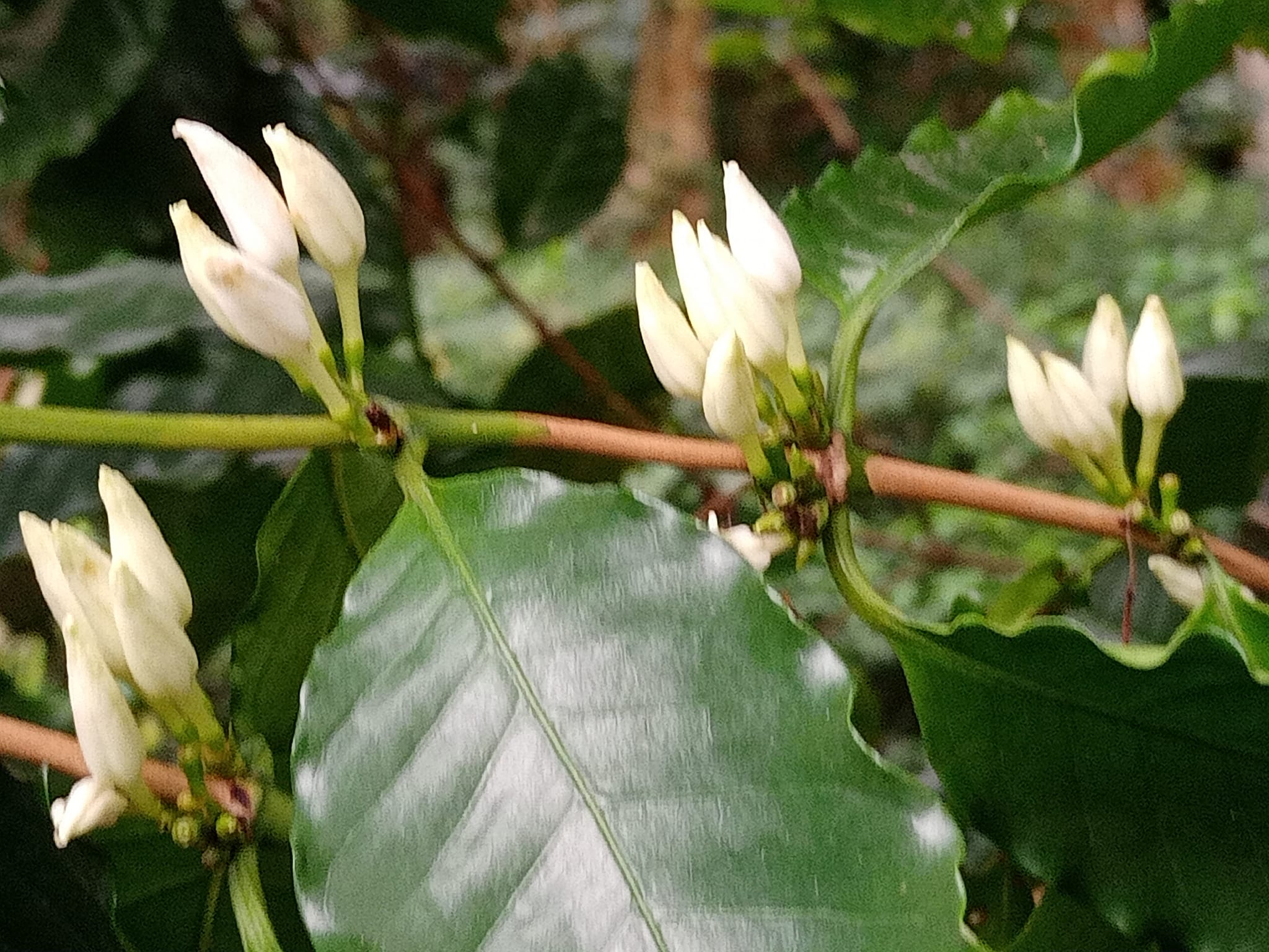 驚艷！咖啡藝伎開花