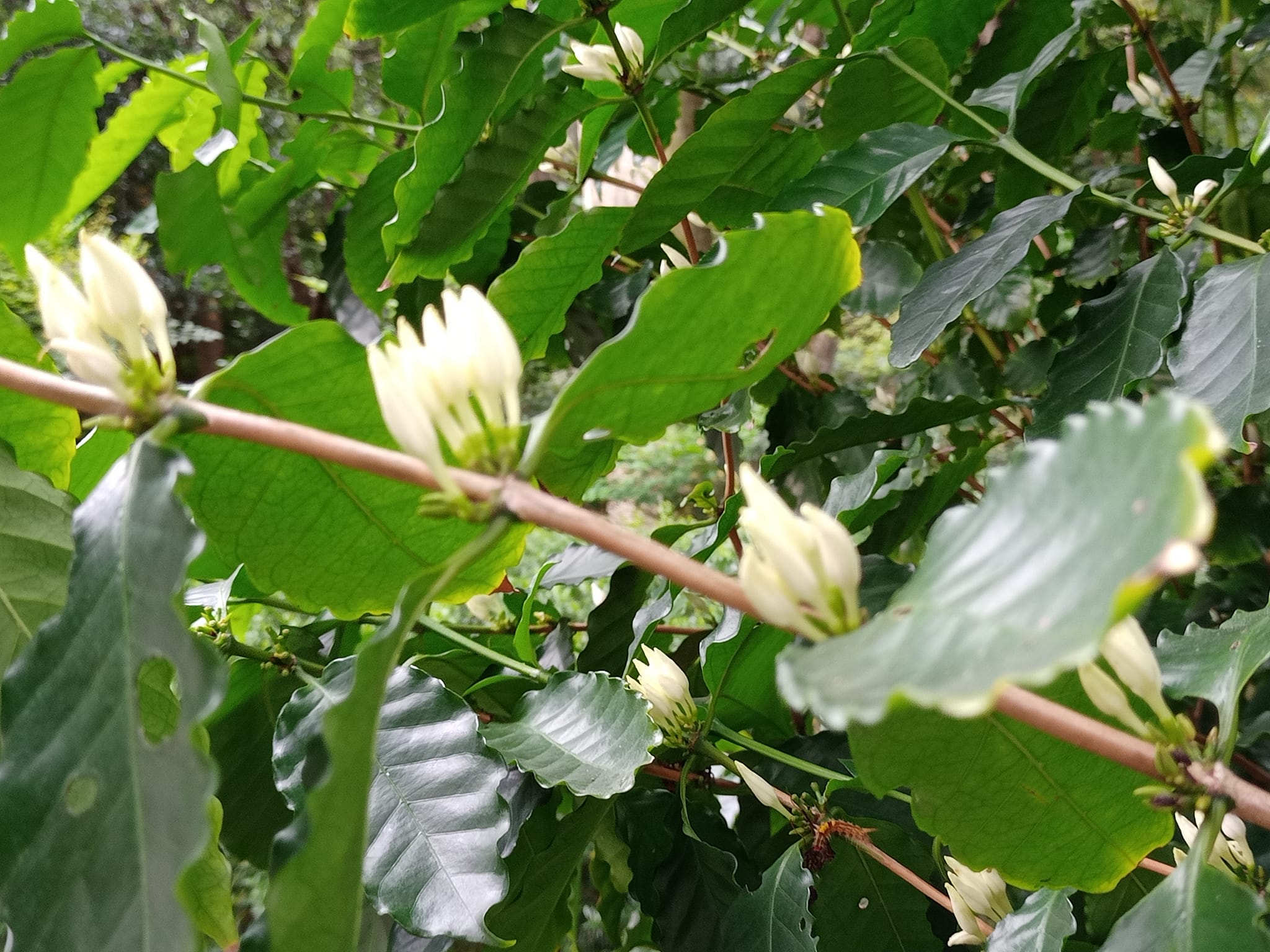 驚艷！咖啡藝伎開花