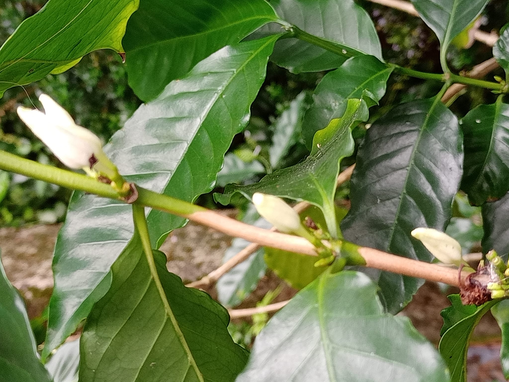 驚艷！咖啡藝伎開花