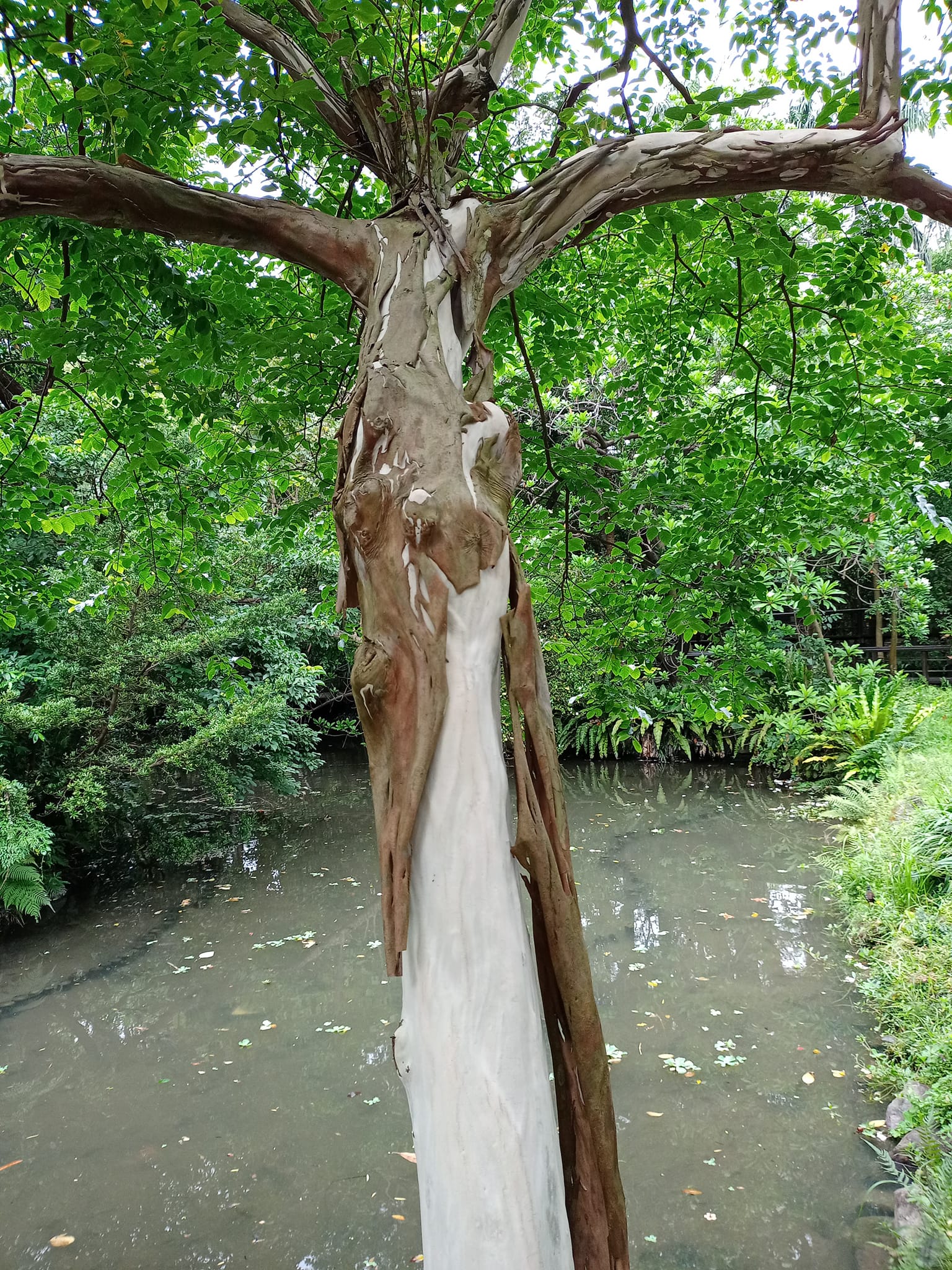 蛻皮九芎，猴滑樹