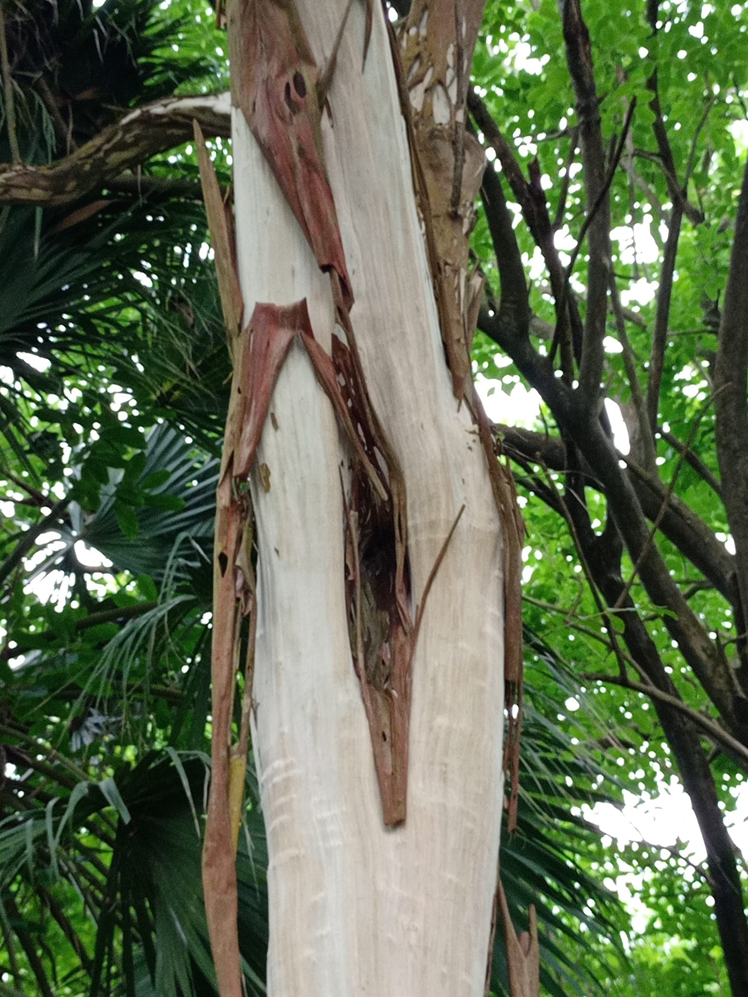 蛻皮九芎，猴滑樹