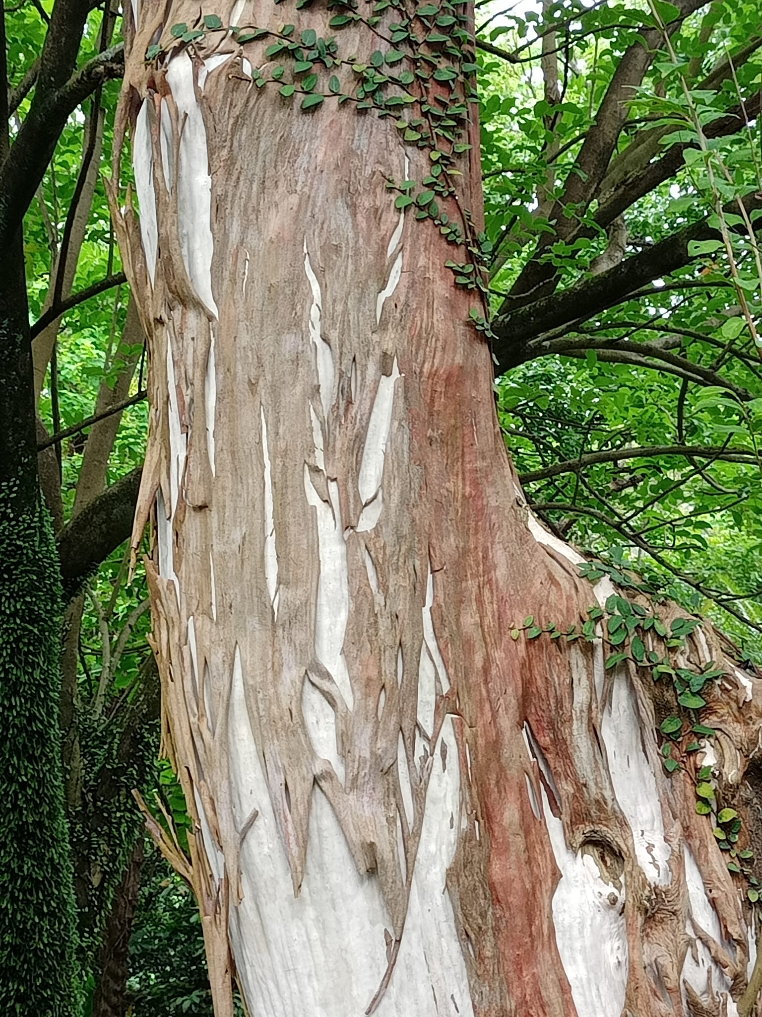 蛻皮九芎，猴滑樹
