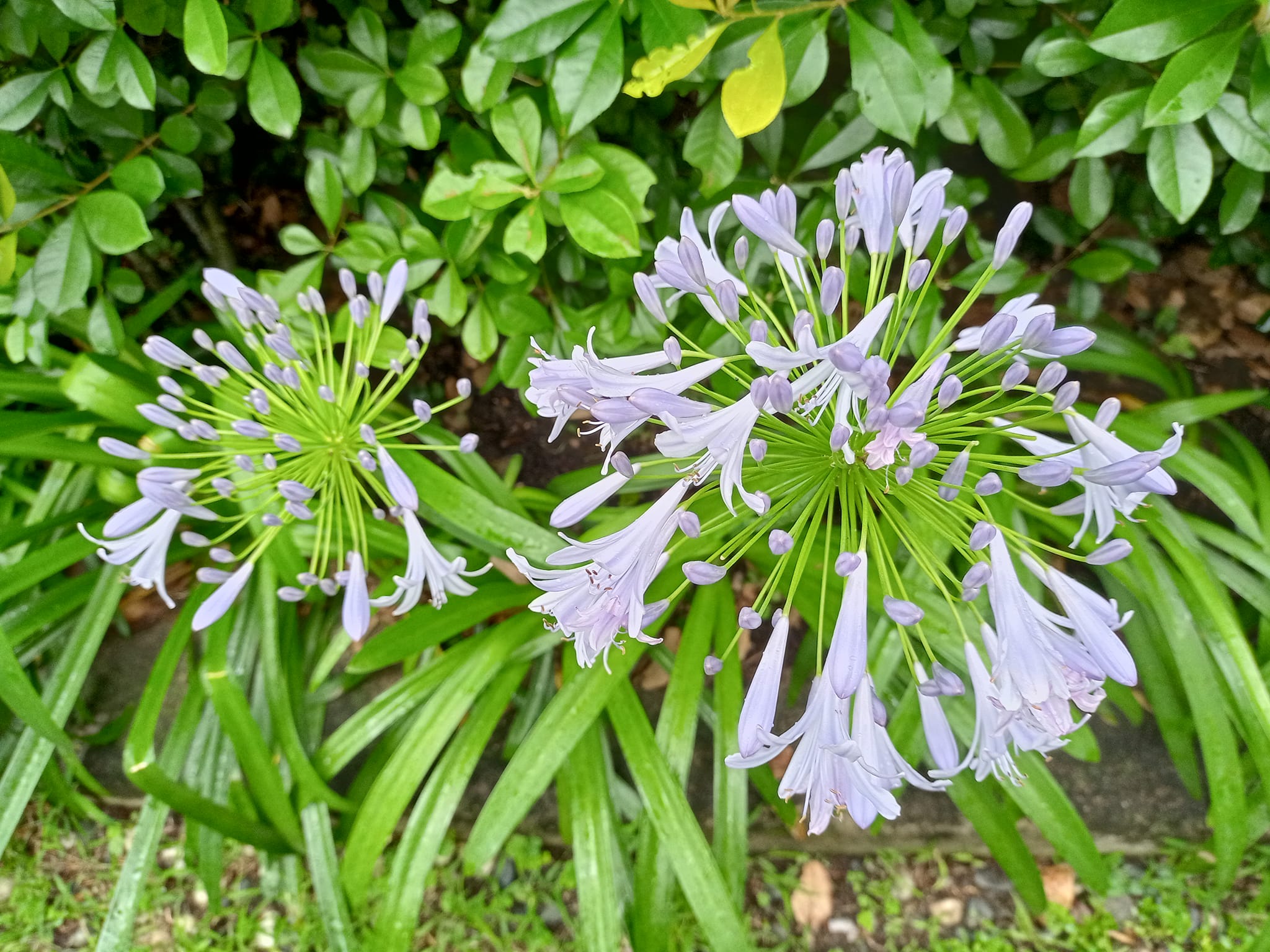 百子蓮圓滿多子的愛情花