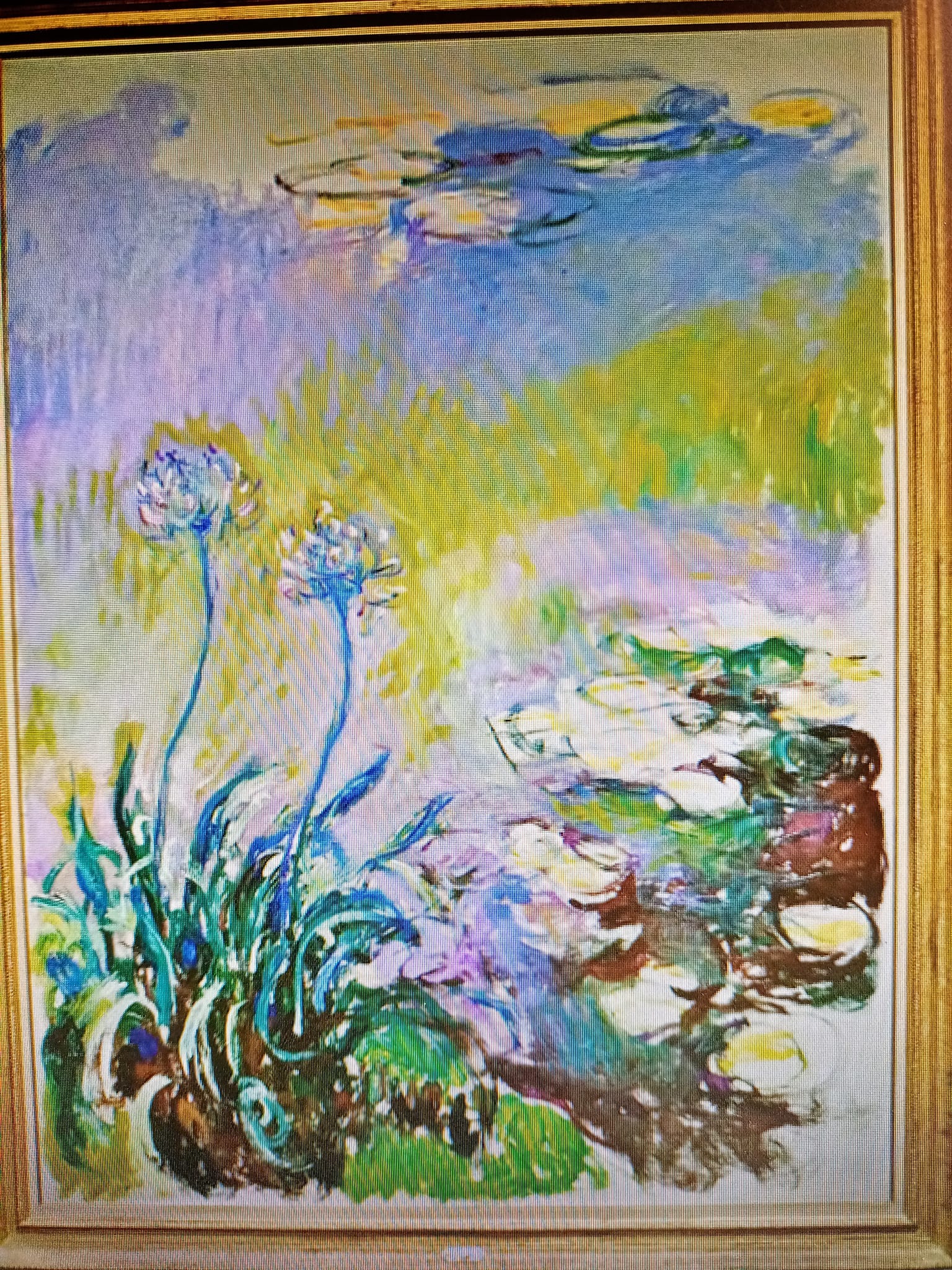 百子蓮圓滿多子的愛情花