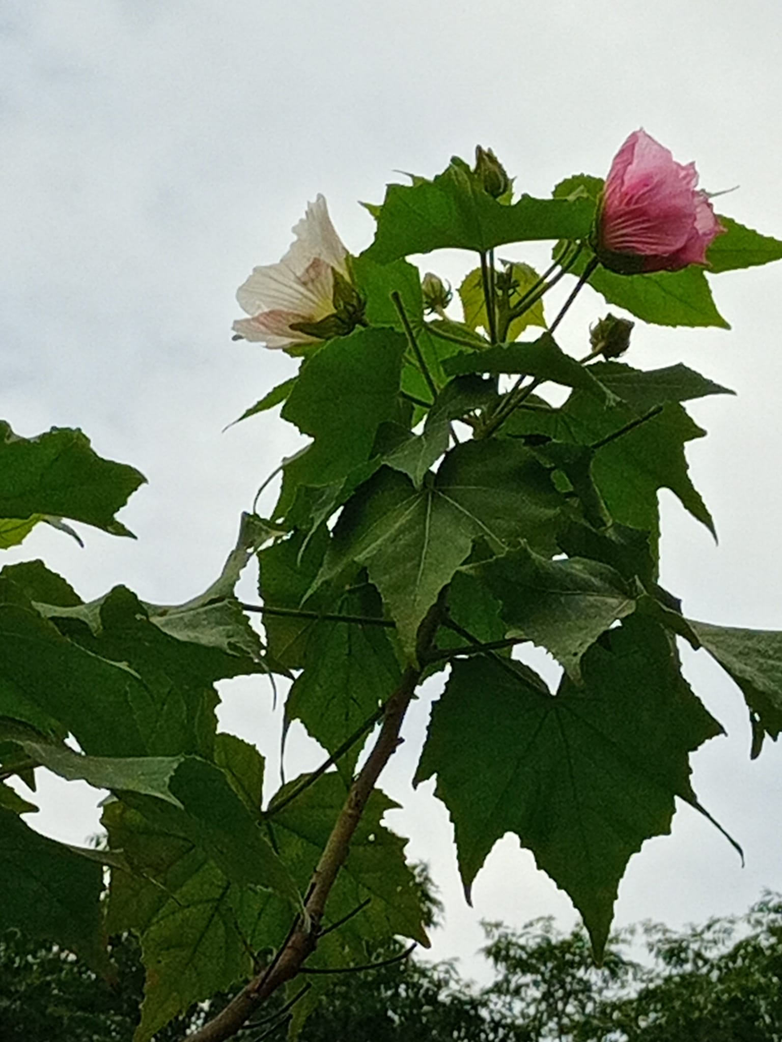 十月花神今日開