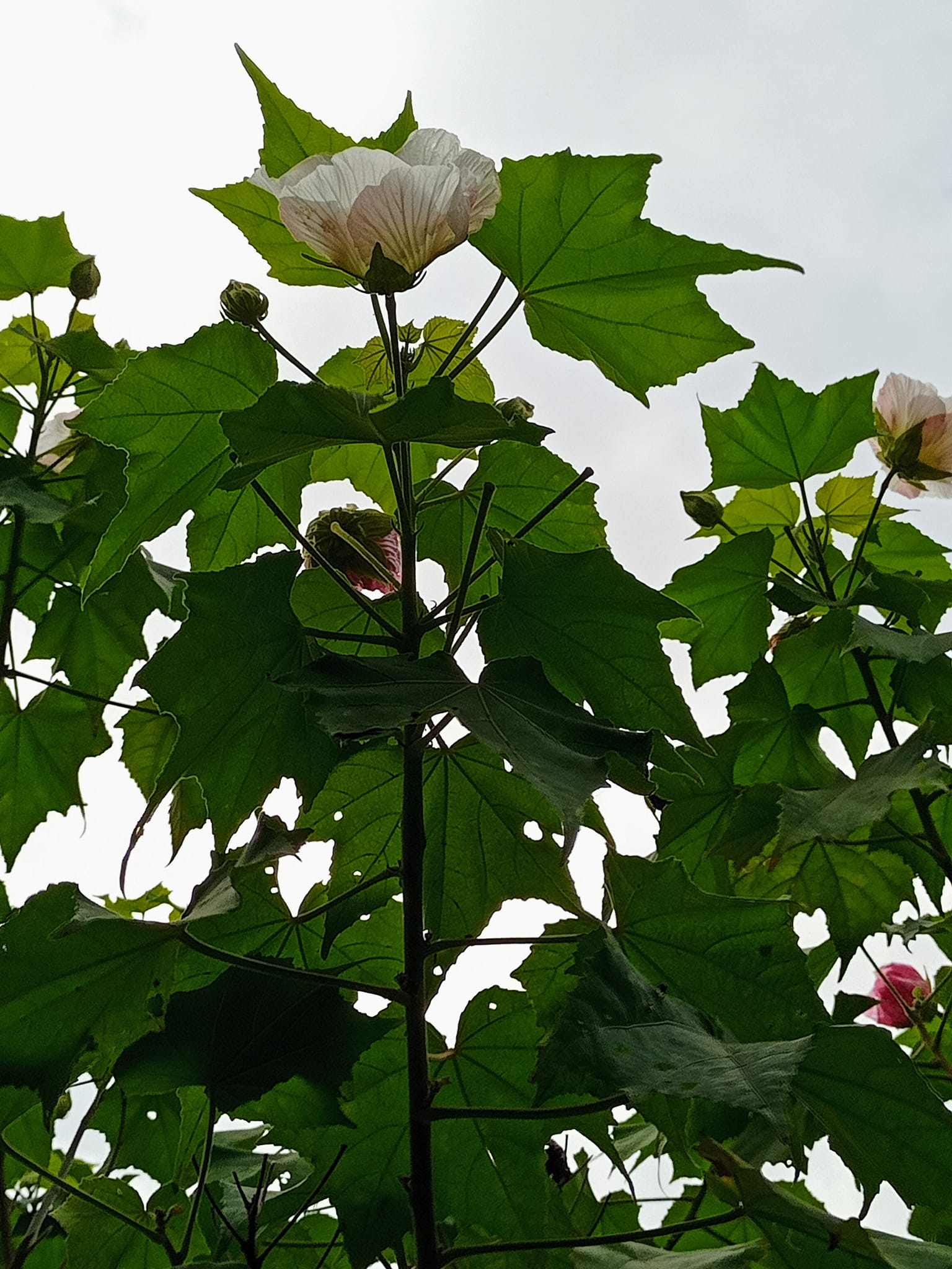 十月花神今日開