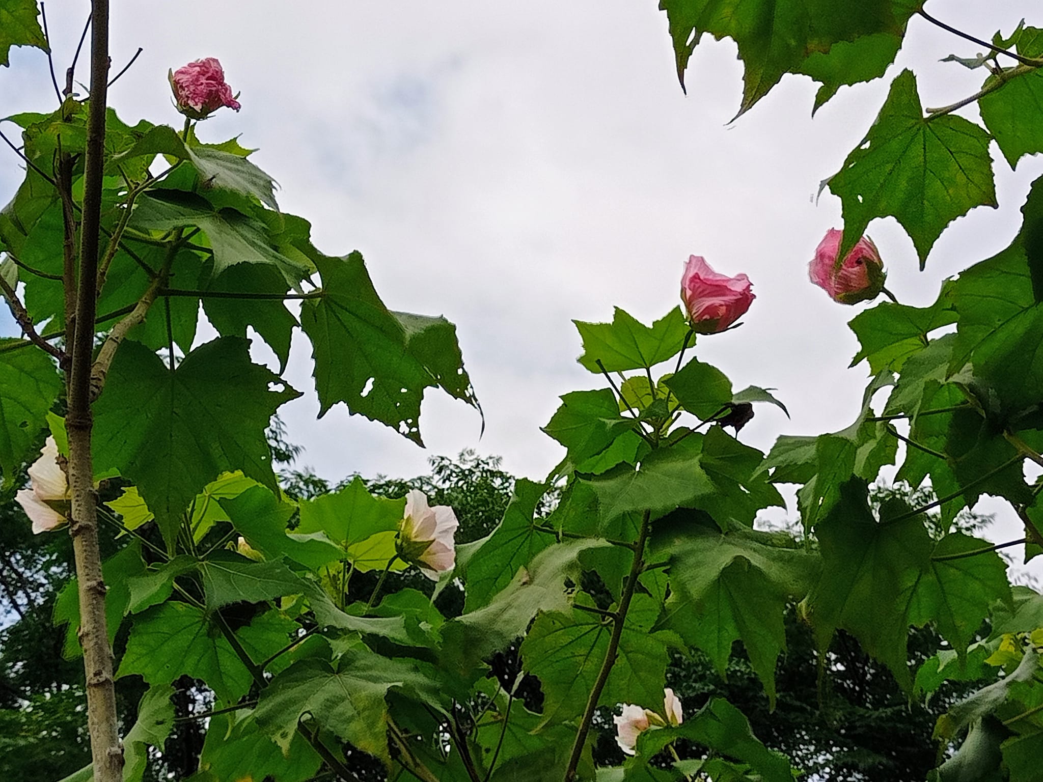 十月花神今日開
