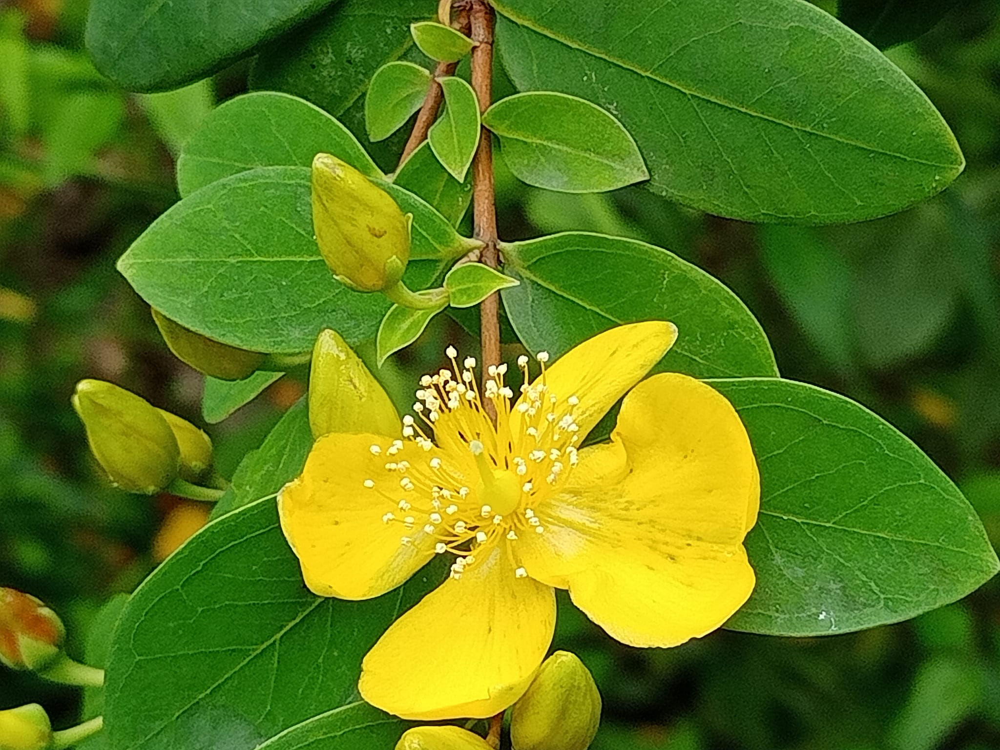 奇，台灣金絲桃
