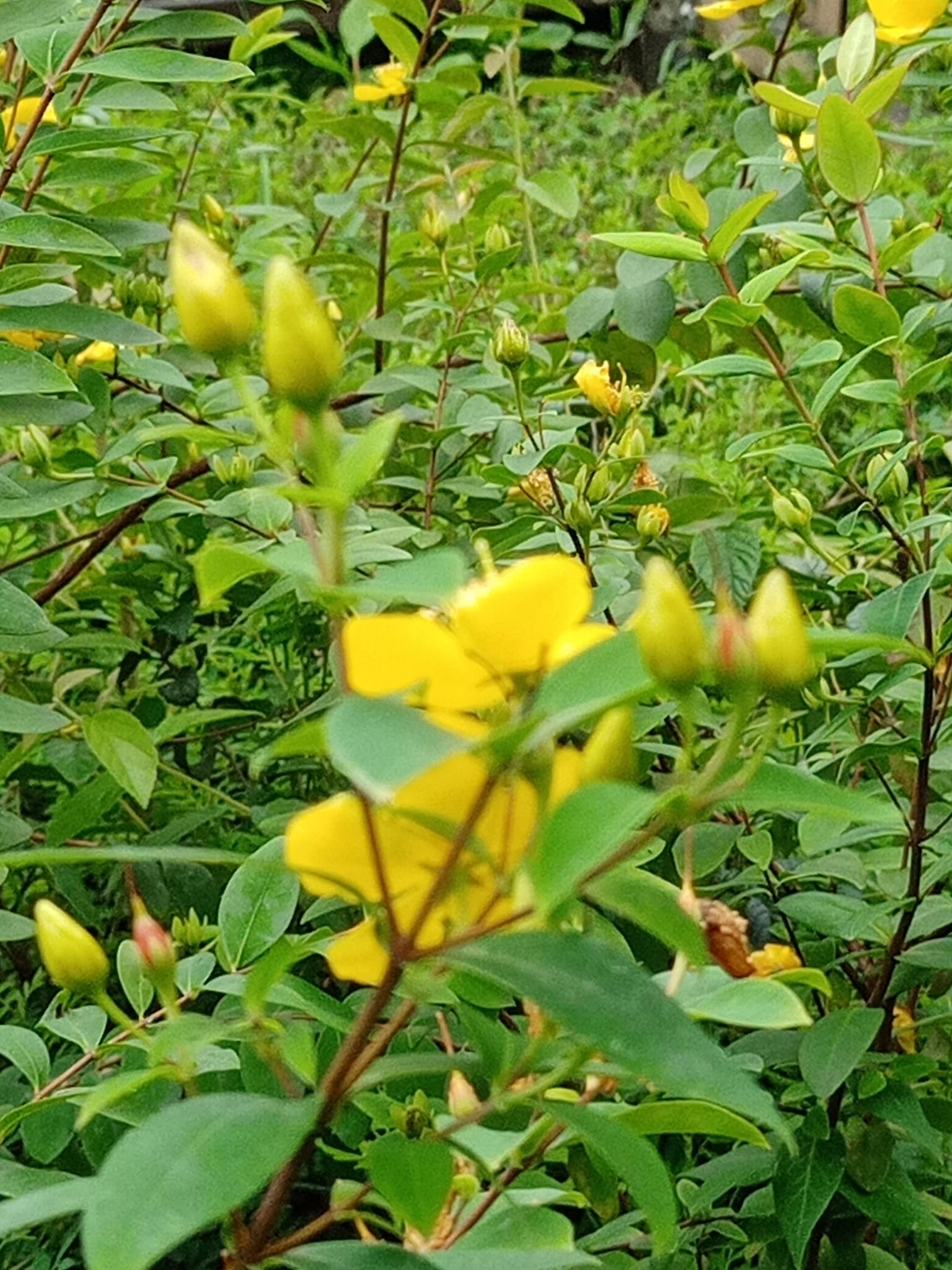 奇，台灣金絲桃