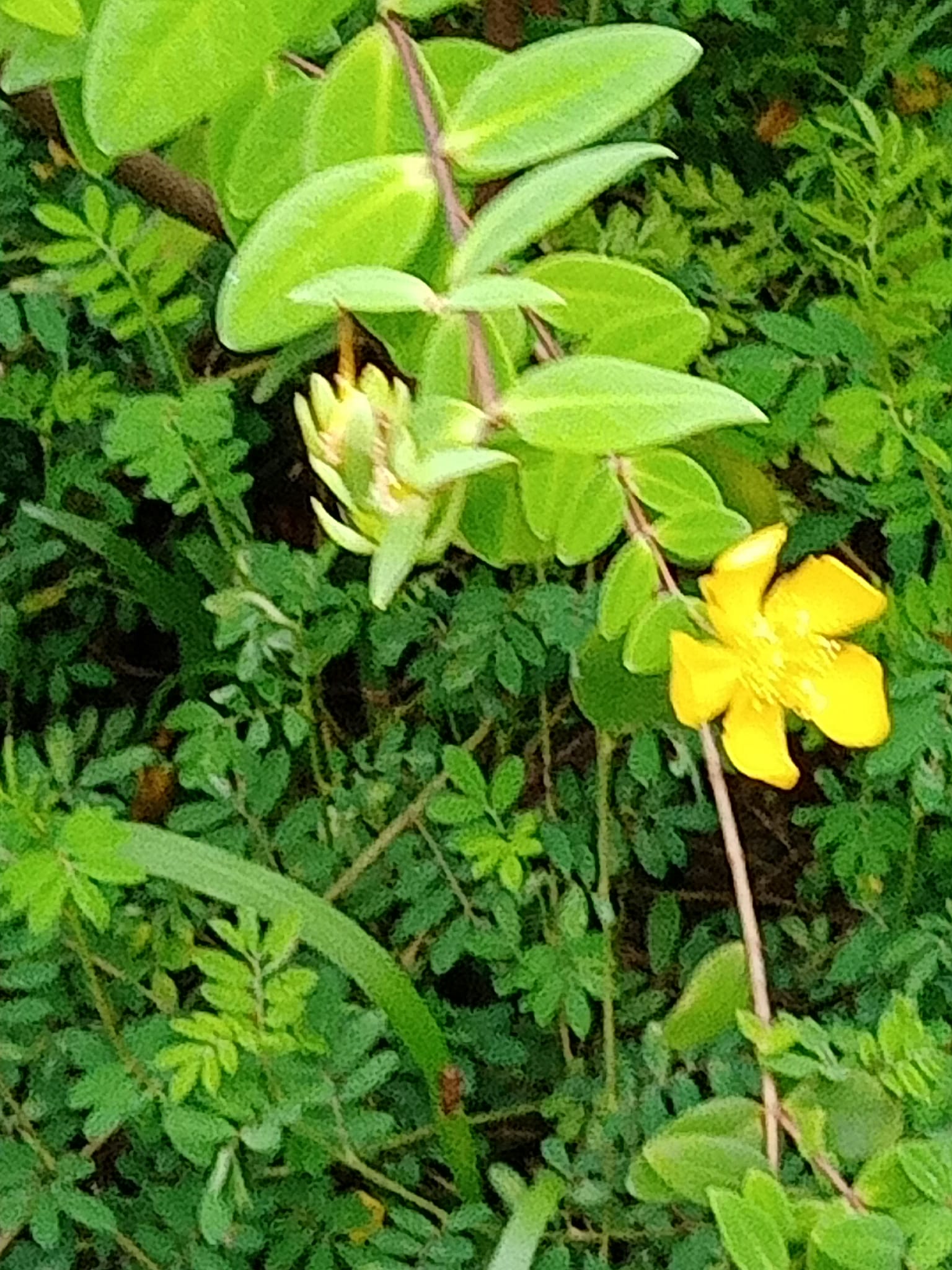 奇，台灣金絲桃