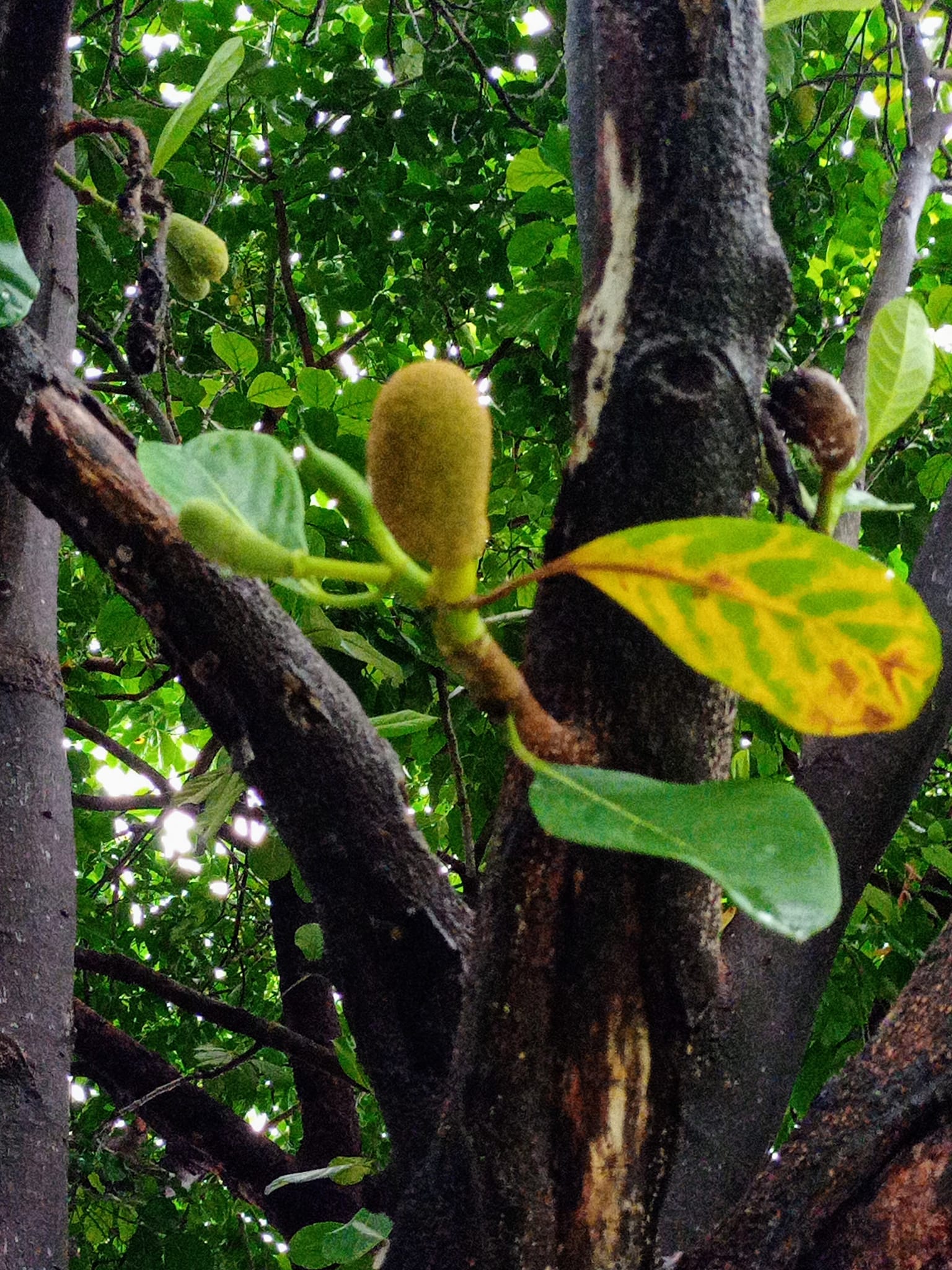 心繫波羅蜜連日梅雨，公園內的波
