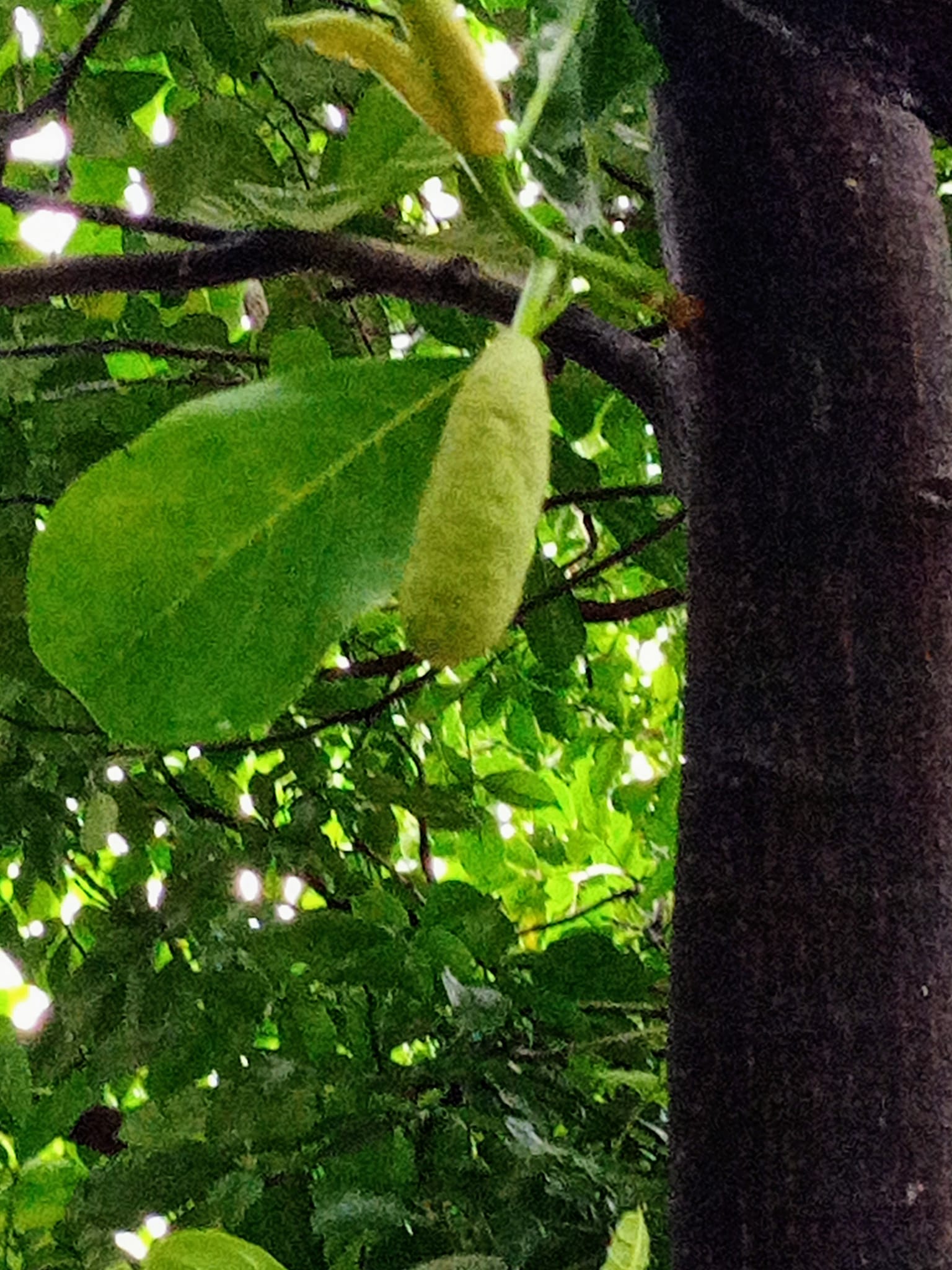 心繫波羅蜜連日梅雨，公園內的波