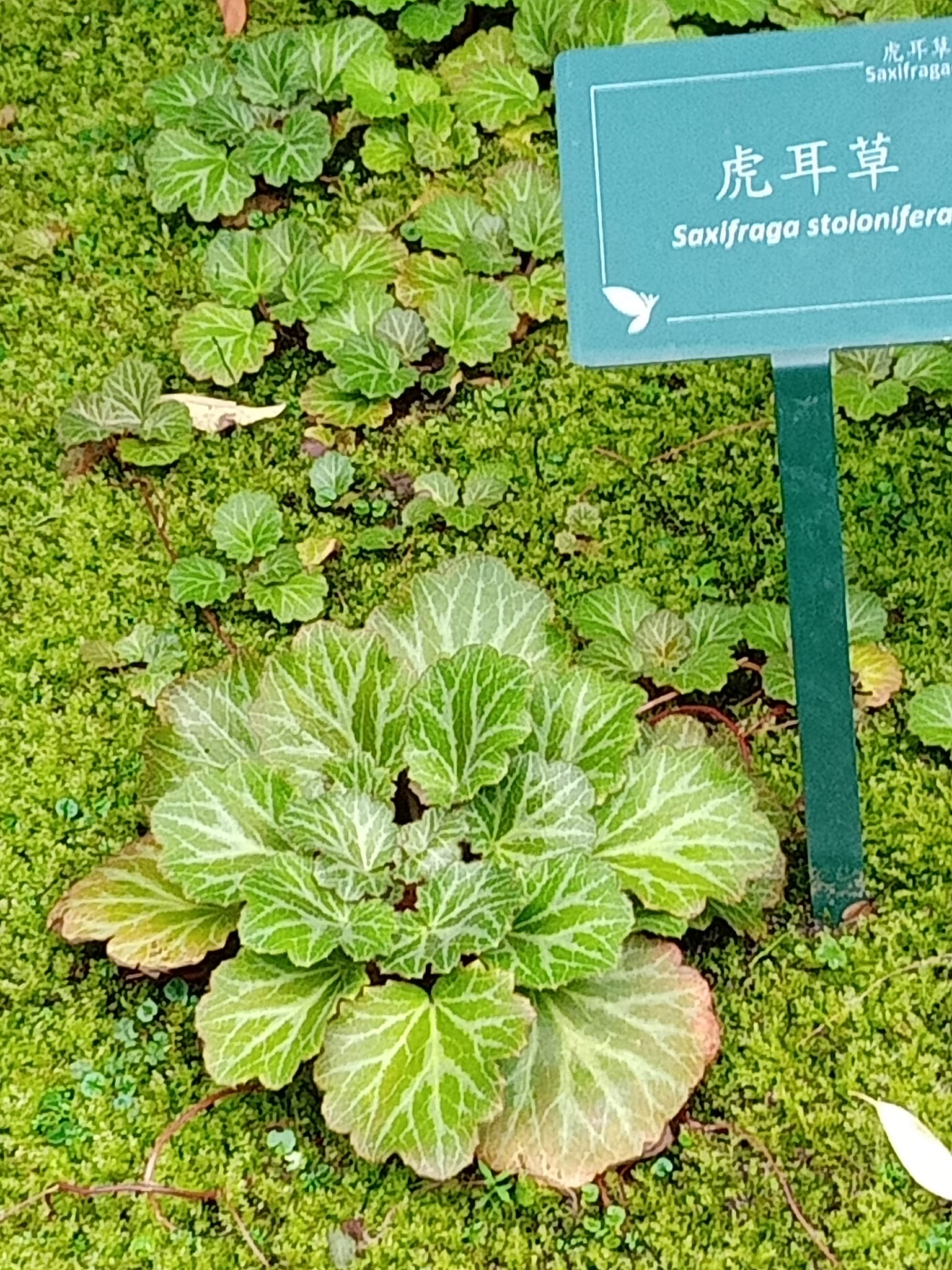 虎耳草，愛情之草