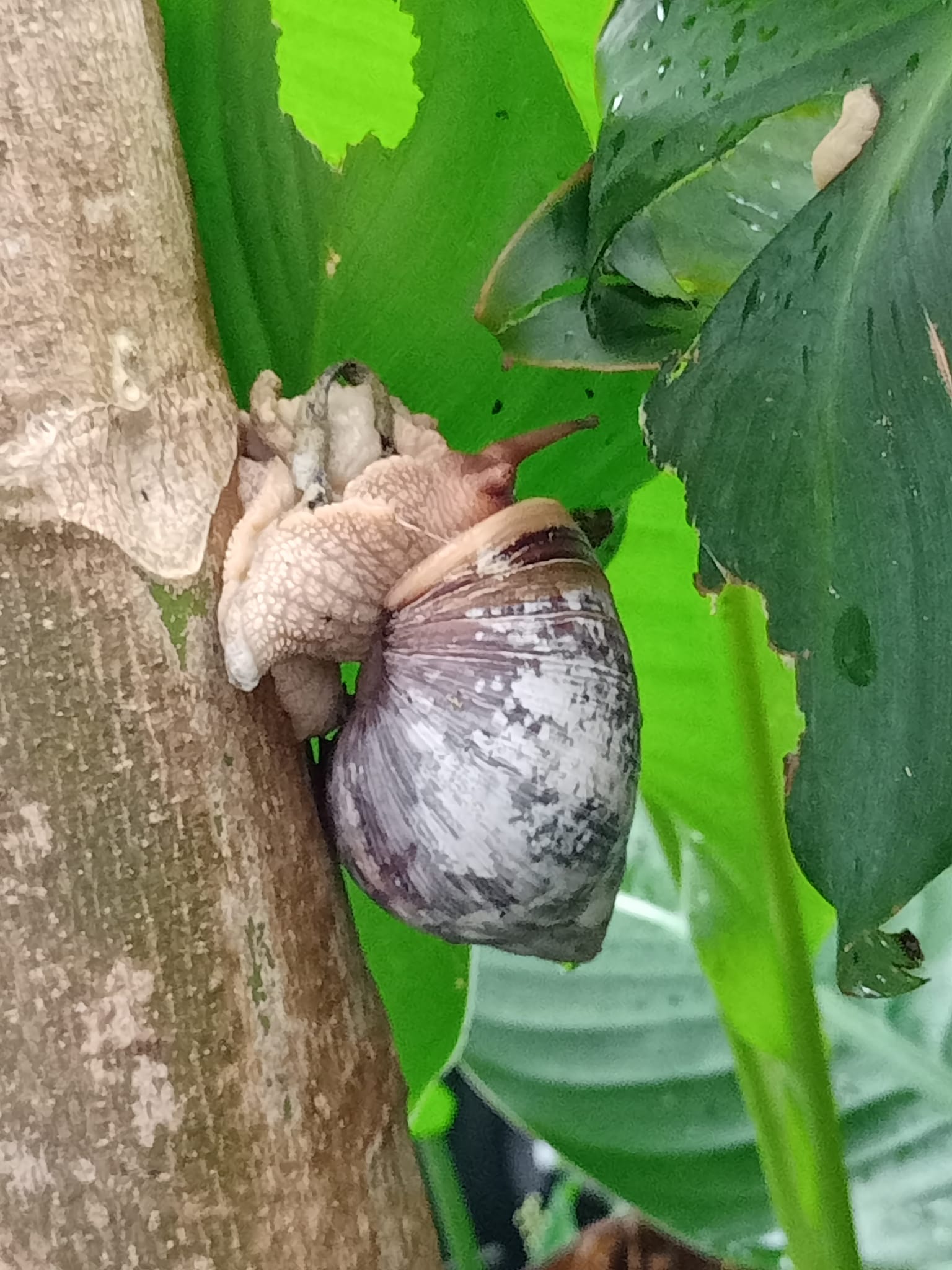 看蝸牛爬樹覓食