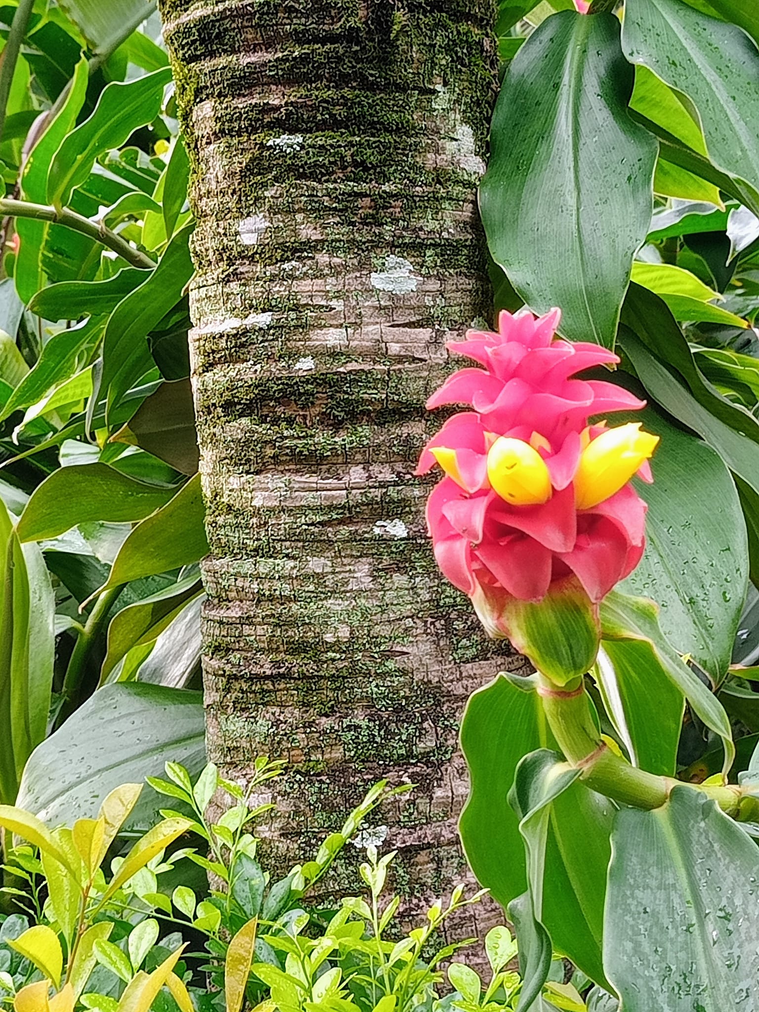 響尾蛇薑也是土地公拐