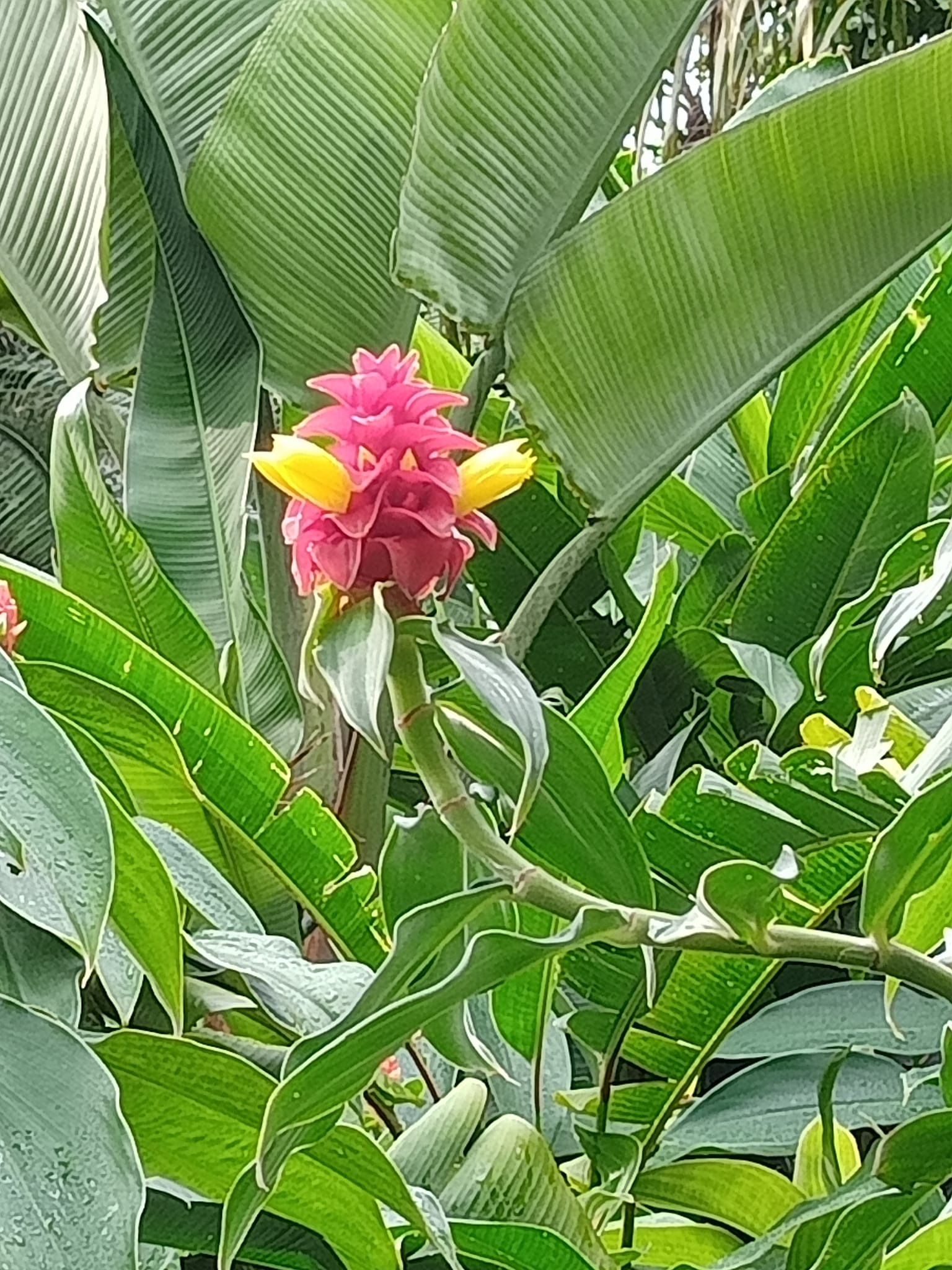 響尾蛇薑也是土地公拐