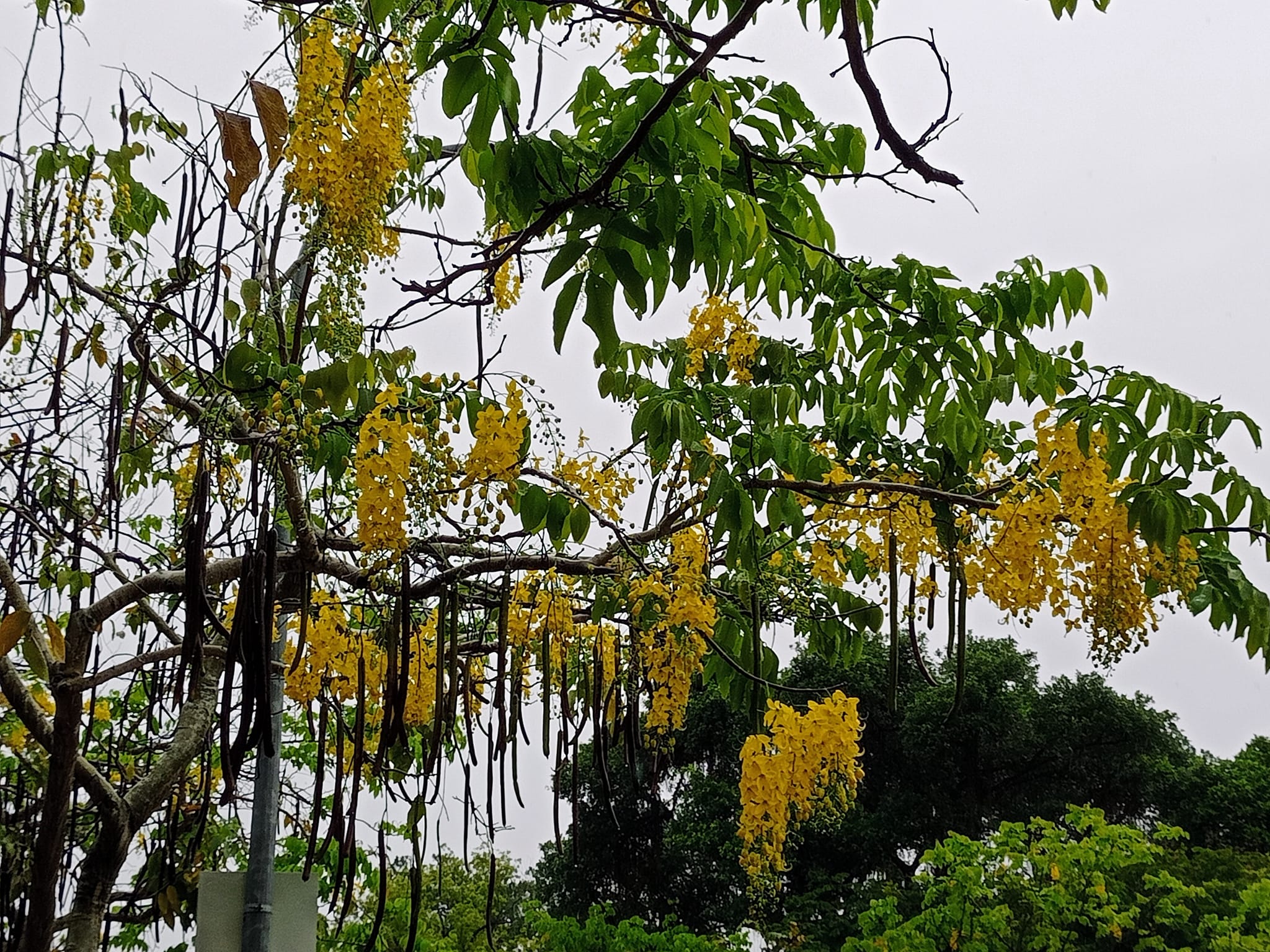 美麗的錯誤六月黃金雨阿勃勒
