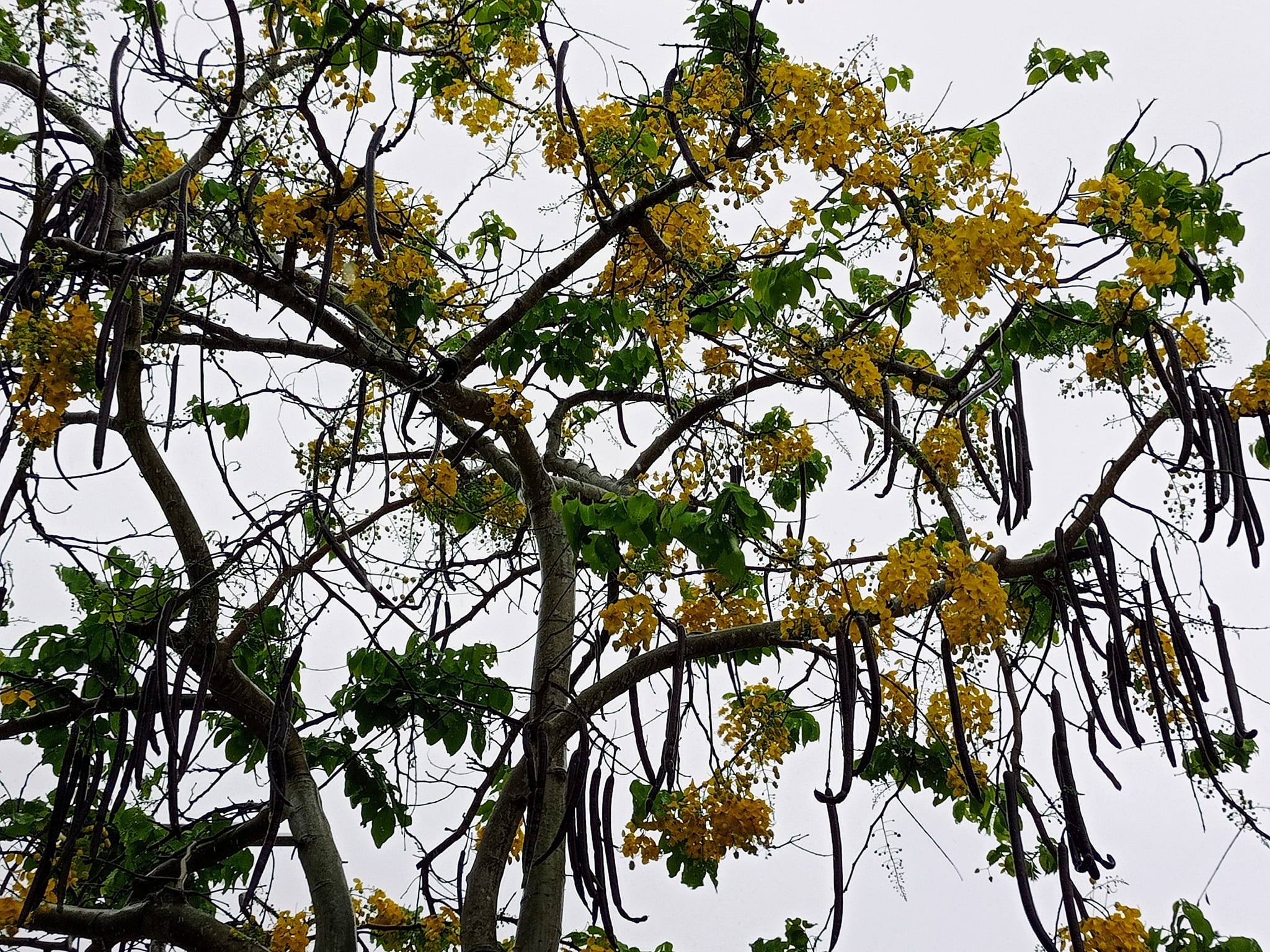 美麗的錯誤六月黃金雨阿勃勒