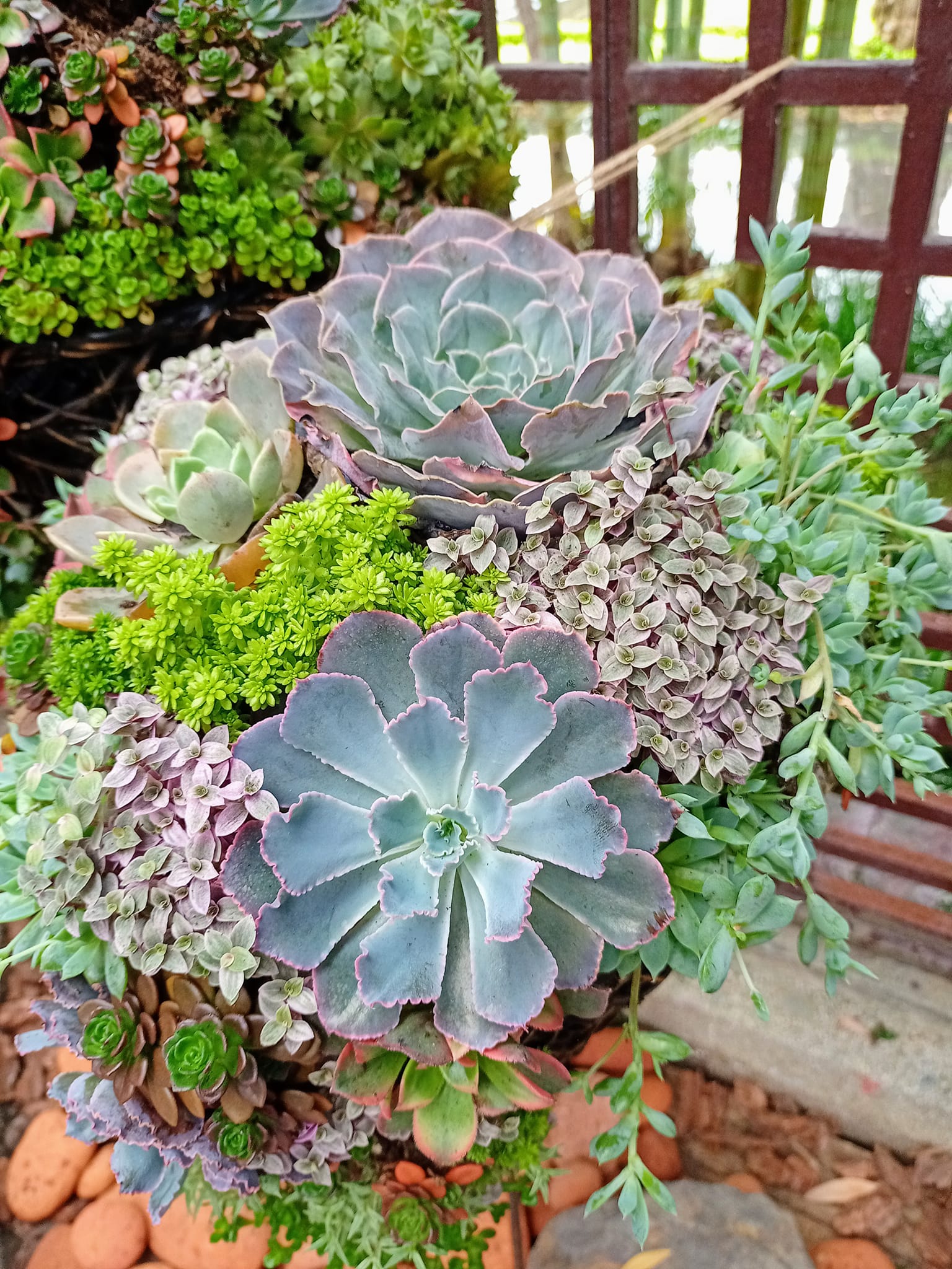 就是愛它石蓮花