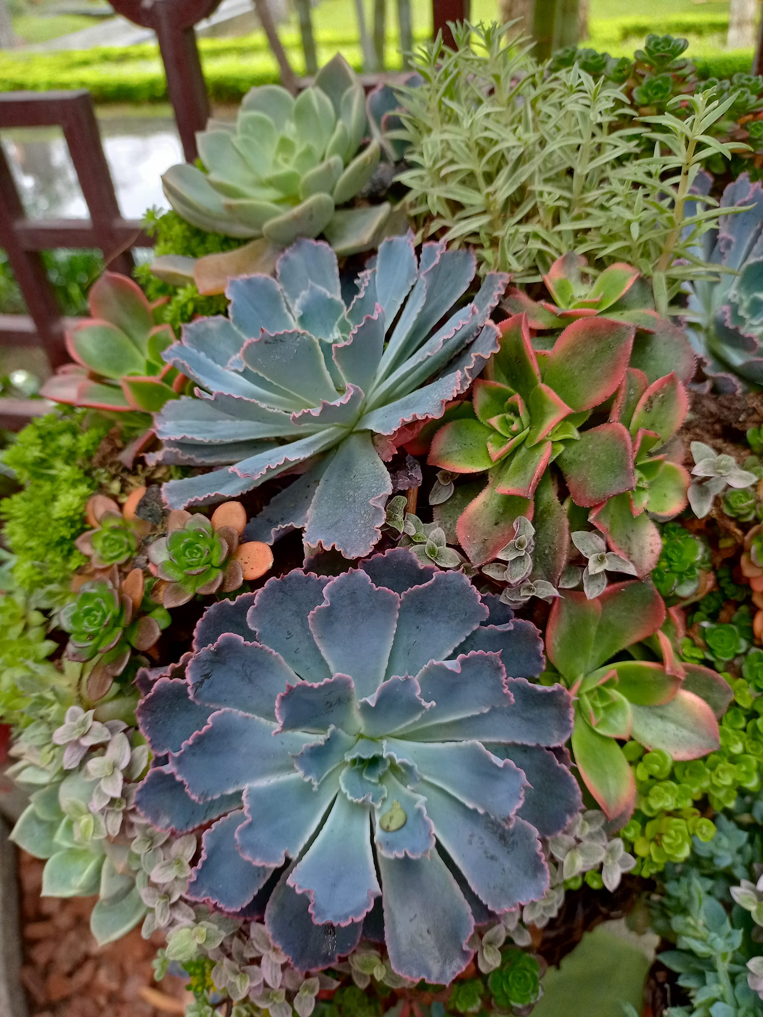 就是愛它石蓮花