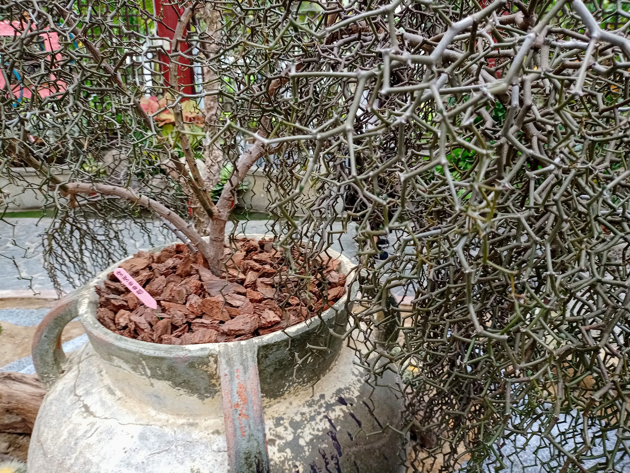 彎彎曲曲樹是龍樹 是勝利圖騰