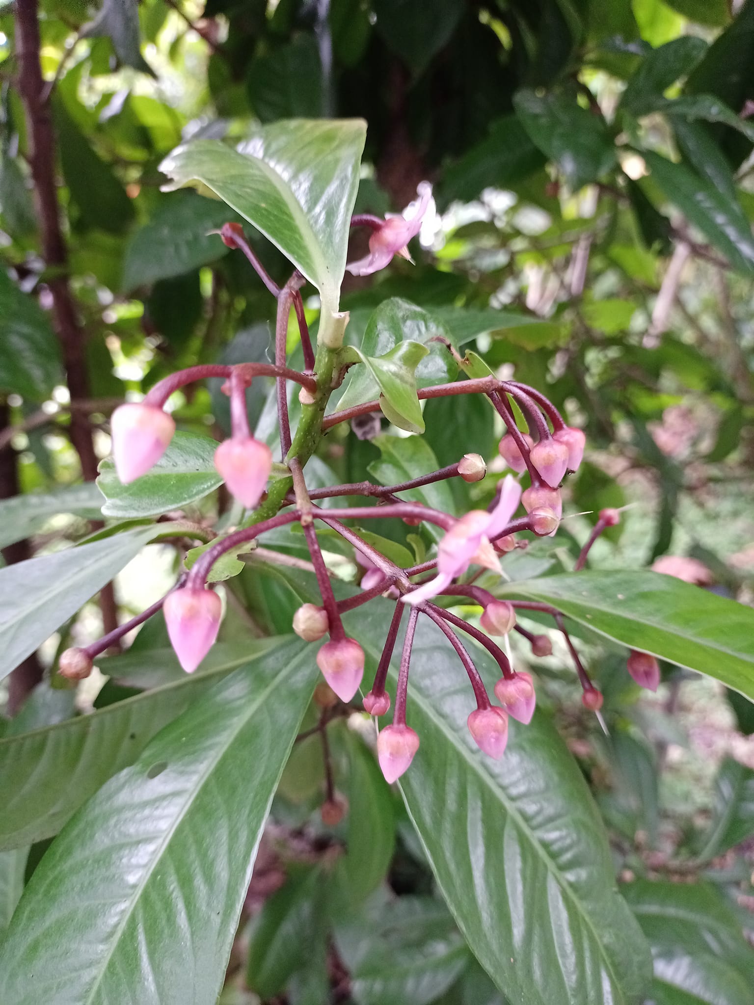 大葉春不老福氣之樹