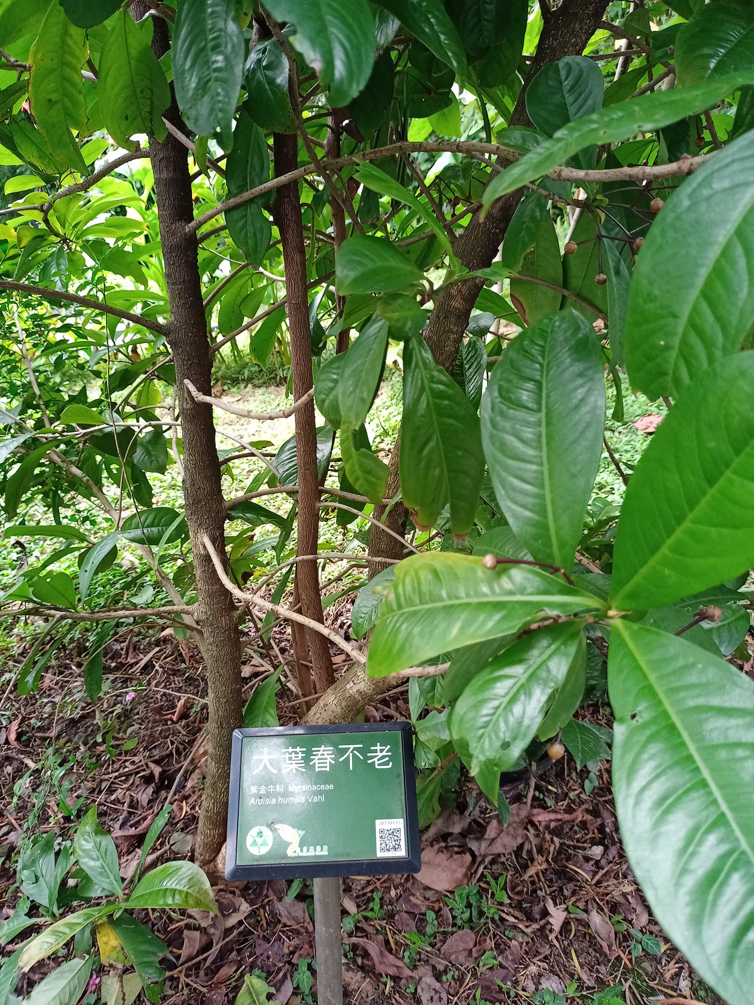 大葉春不老福氣之樹