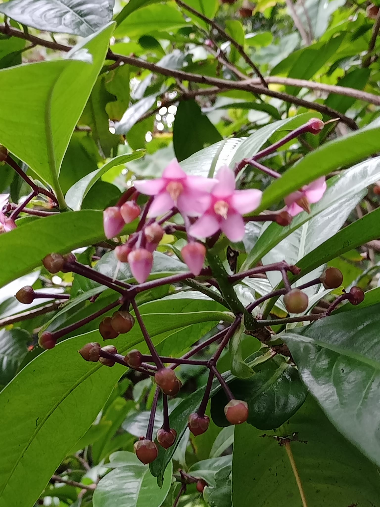 大葉春不老福氣之樹